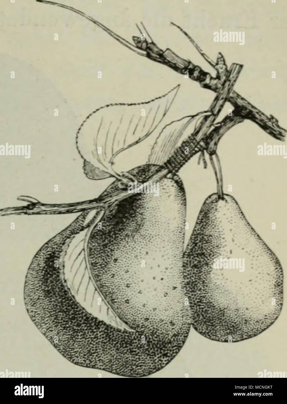 . TL 183. Ein auf den Stiel einer Birne ablaktierter Trieb. Zu diesem Zweck wählt man sich einen Trieb, welcher in der Nähe der Frucht steht (Fig. 183) und plattet denselben an den Fruchtstiel un. Sobald die un- wachsung vollständig ist, pin- ziert man den Trieb un seinem Ende, um zu verhindern, dass der Trieb zum Nachteil der Frucht zu viel Saft in Anspruch nimmt. Auf diese Weise zieht der Trieb einen reichen Zufluss von nähren- den Säften zum Vorteil der Frucht herbei, welche dadurch weit grös- ser wird. Da dieses Mittel nur bei denjenigen Birnsorten anwend- bar ist, welche einen langen Fruc Foto Stock