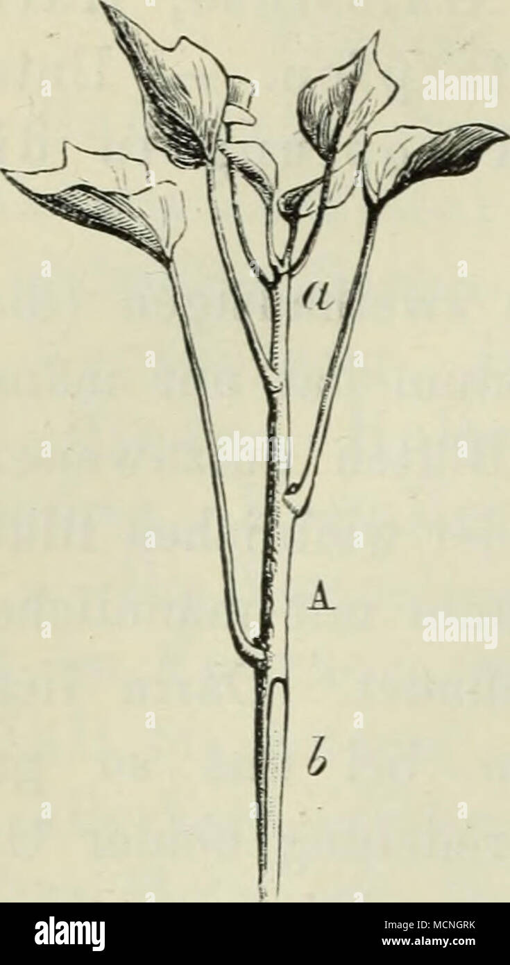. Bildung von Stämmen und Kronen eignen sich die Sorten Hedera helix hibernica und Hedera helix Roe- gneriana sehr gut. Das Edelreis (A, Fig. 146) ist ein Epheuzweig, welcher (a) sarà blühen; derselbe wird (b) schräg ab- geschnitten und auf der Unterlage angebracht, wie wir es Seite 103, Fig. 63, angegeben haben. Hibiscus - Festblume. Malväceae. Unterlage. Es werden als Fig. 146. Blühbarer Zweig des Epheu, welcher für die Veredelung diirch Anpiatten solche der Hibiscus synacus, den vorbereitet ist. l uomo durch kamen, Stecklinge oder Wurzel pièces vermehrt, verwendet. Veredelung. Der Hibiscu Foto Stock