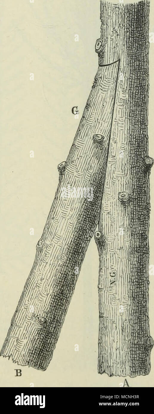 . I in fig. 54. Dettagli der Ablaktierung von figura 53. Un, un der zu rettende Stamm, resp. ii Krone; B,B der zn ablaktierende Stamm; c .schrÃ¤ger Einschnitt, welcher l|a bis '|a der StammstÃ rke¤betragen kann; d¤LÃ nglichter schrÃ¤ger Schnitt, dessen LÃ¤ESN .-.i<â ¢ 11 nach der StÃ¤il telecomando RKE des zu ablaktierenden Stammes richtet; je dicker derselbe ist, desto LÃ¤nger muss der Schnitt ausgefÃ¼hrt werden; e schrÃ¤ger Querschnitt der Stamm Unterlage, e f die LÃ¤ngliche schrÃ¤ge SchnittflÃ¤che derselben. ('&Lt; zeigt die vollendete Ablaktierung vor. Foto Stock
