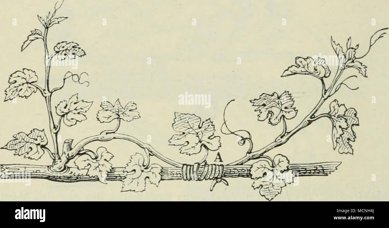 . Fig. 46. Ablaktierung eines Reben-Triebes in un; die zuvor auszuführenden Schnitte ecc sind genau dieselben, wie bei den Figuren 44 und 45. seinem Ende; dadurch wird verhindert, dass derselbe zum Nachteil der Frucht zu viel Saft in Anspruch nimmt. Dieser Trieb zieht infolgedessen einen reichen Zufluss von nähren- den Säften zum Vorteil der Frucht herbei, welche dadurch weit grösser wird. Da dieses Mittel nur bei denjenigen Birnsorten un- wendbar ist, welche einen langen Fruchtstiel haben, in modo ab- laktiert uomo bei allen Früchten mit kurzem Stiel den Trieb oberhalb des Anheftungspunktes der fru Foto Stock