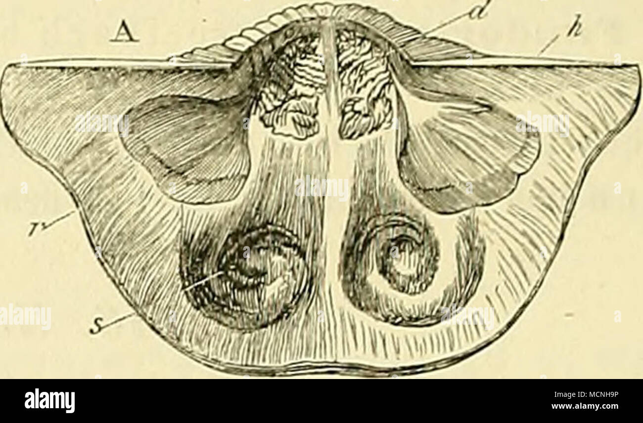 . Idealer Schnitt von Productus nach parte Woodward. II. p. 223 Fig. C. Inneres der Bauchklappe nach parte Woodward. II. p. 223 Fig. B. C) Rückenklappe von oben. j) Schlossfortsatz. d) Schliessmuskeln. r) Schlossmuskeln. h) Schlossrand. s) Zur Aufnahme der Spiralarme essere- stimmte Räume. Vorzüglich schön haben wir die inneren Charaktere un Kernen von Productus horridus seminare. aus magnesiaco calcare-von Humbleton-Hill bei Durham untersuchen können. Der Gattung Productus wurde zuerst von L. v. Buch ') eine Monographie Averthvolle ge- widmet, weitere Aufklärungen von hohem Intèresse lieferten De Konin Foto Stock