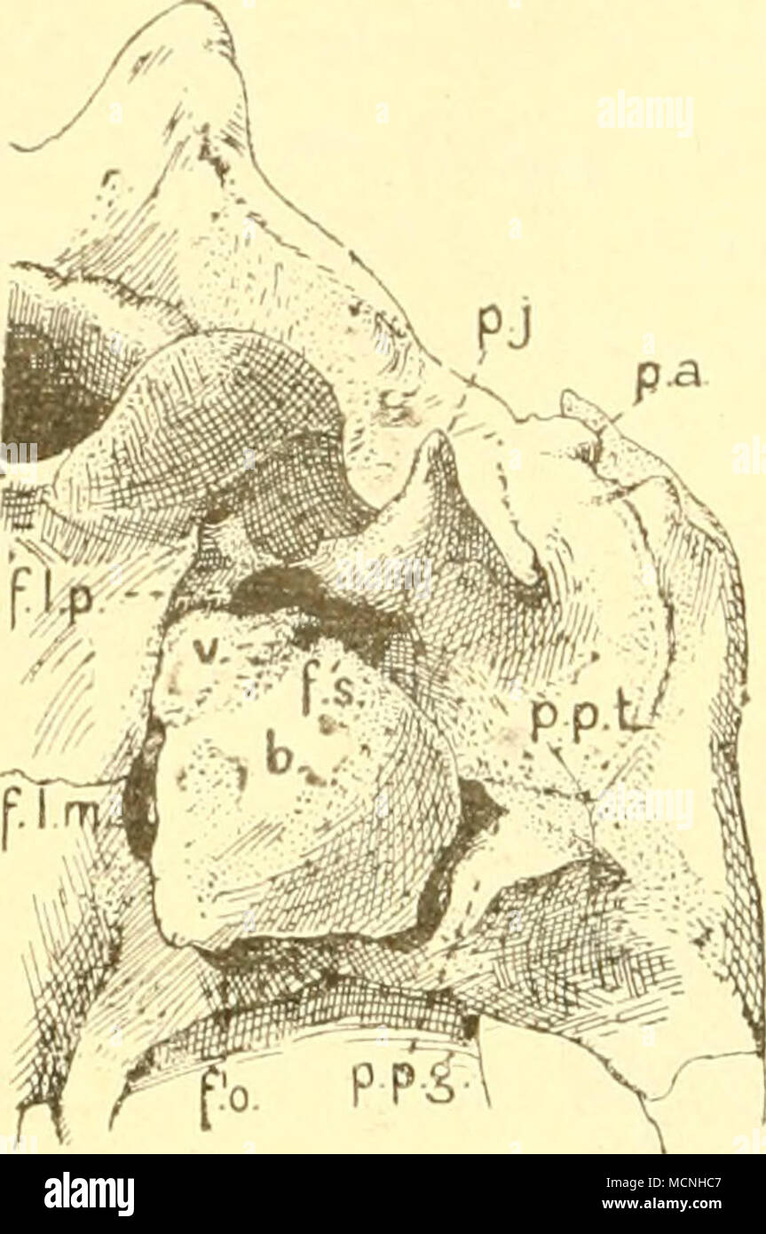 . Das zwischen ihr imd gelegene Petrosum ostio t} mpanicum tubae. Diese Wand der Bulla besitzt eine sehwache Rinne (Solco tuba- rius), welche die untere Wand der knöchernen Tuba bildet. Diese letztere wird durch Denker (1899) für Sus scrofa beschrieben als ein zylindrischer Kanal, "welcher auf der äußeren Fläche der vorderen inneren Pau- kenkapselwand aufliegend, in der ricca- tung nach vorn innen und wenig nach abwärts zieht. Während ihr Dach durch ein von der unteren Fläche des Os pe- trosum nacli vorn innen vorspringendes Knochcni)l;ittchen gebildet wird, gehören die übrigen Tubenwände der Foto Stock