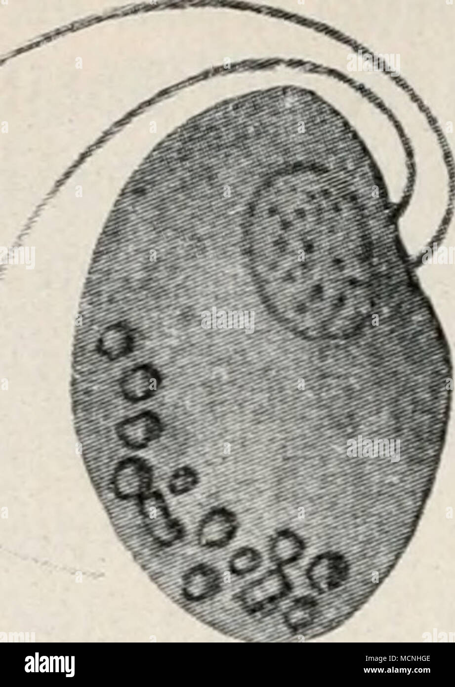 . 2166. 18. SBetöIic^et unb männlicfier Sciftan-- fc^roärmer einer 9{obiolarte. (9iac^ Sang.) ber Amöben, bie etnfarfieätüei^ teilung, bie immer tüeiter forb fdireitet unb gu einer großen 5lnäa!)l üon Xieren fü^rt. |)ier bei ben (Sträflingen tritt onu§ eine neue^lrtberjortpflangung entgegen, bie in ä^ntid)er SSeife au(^, mit nad)trägli(^ bemerft fei, ben^oraminiferen tüie e) gemifjen Amöben gufommt unb bie unfer größtes Sntereffe essere^ anfprudien mu^- 3" getciffen Seiten fönnen mir fe^en, ha^ ber ^ern biefer Xiere, ber im 3""^^" ber Sentralfapfel liegt, anfängt, in fteine @tü(fd)en SU Foto Stock