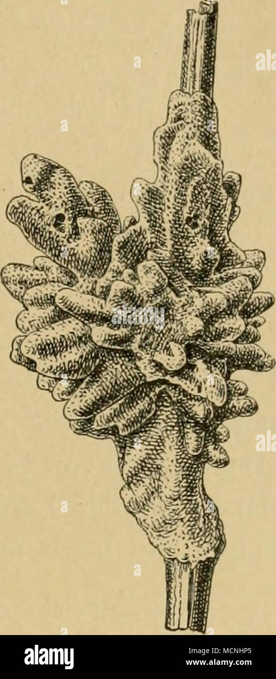 . Fig. 44. Ephydaiia fluviaiilis. Alkoholexemplar, 1/2 natürl. Grösse. (2g. Nov. 1886, Sprea, Berlino, 4 Fuss tief.) 6. Ephydatia hohemica (Pt). Der Schwamm bildet kleine grüne Polster. Die Skelettnadeln sind gerade oder leicht gekrümmt und mitunter fein bedornt. Diese Art ist durch ihre zahlreichen Fleischnadeln von den übrigen Meyeninen unterschieden. Die Nadeln sind gerade oder ein wenig gebogen und mit dornenähnlichen, oft am Ende gerundeten Fort- sätzen bewehrt. Die Gemmulae tragen eine grosse poro, deren Foto Stock