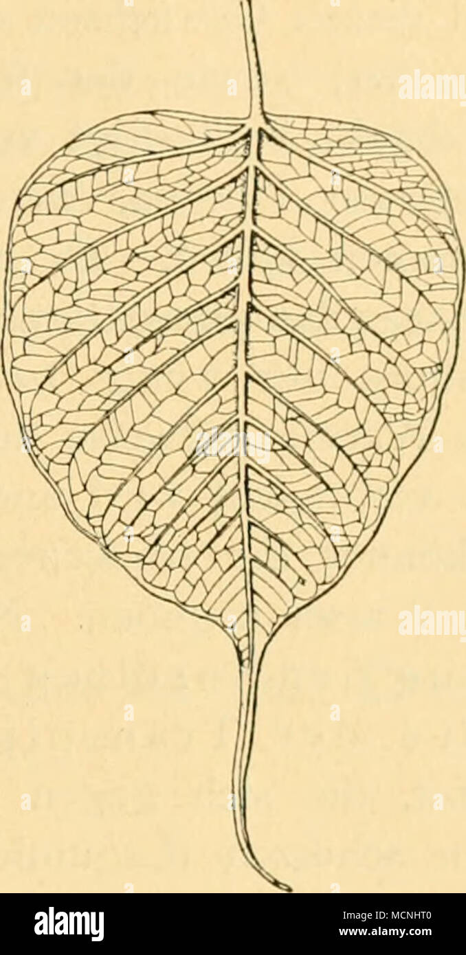 . Blatt von Boehmeria urticaefolia mit Träufelspitzen (nach Stahl) (verkl.). Blatt von Ficus religiosa mit langer Träufelspitze (nach Stahl) (verkl.). Transpirationswassers Verwendung finden. Diesen, von Stahl ange- führten Momenten kann beigefügt werden, dass nach den Erfahrungen von Wiesner infolge der länger andauernden Beregnung der (essere- netzbaren) Blattoberseiten die traspirazione (überhaupt Wasserbe- wegung) der Pflanzen nach Aufhören dem des Regens und rascher Abtrocknung der Spreiten erhöht wird, fu den Pflanzen, deren traspirazione während der Beregnung stark deprimiert guerra, zugute ko Foto Stock