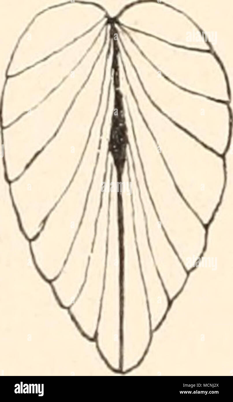 . *) Bezüglich der Arten und generi verweise ich auf meine Werke: "Deutsche Excursions-Mollusken-Fauna". 2. Aufl. Norimberga 1884, Bauer &AMP; Raspe, und "Mollusken- fauna von Österreich-Ungarn und der Schweiz". Norimberga 1890, Bauer &AMP; raspe. Foto Stock