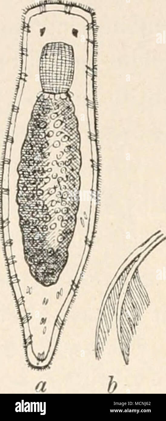 . Fig. 61. "Orfex Ehrb truncatus. Die vorstehenden kurzen Andeutungen über die organizzazione speziellere einiger häufiger vorkommenden Strudelwürmer sollten lediglich dazu dienen, den Anfänger mit diesen interessanten, Foto Stock