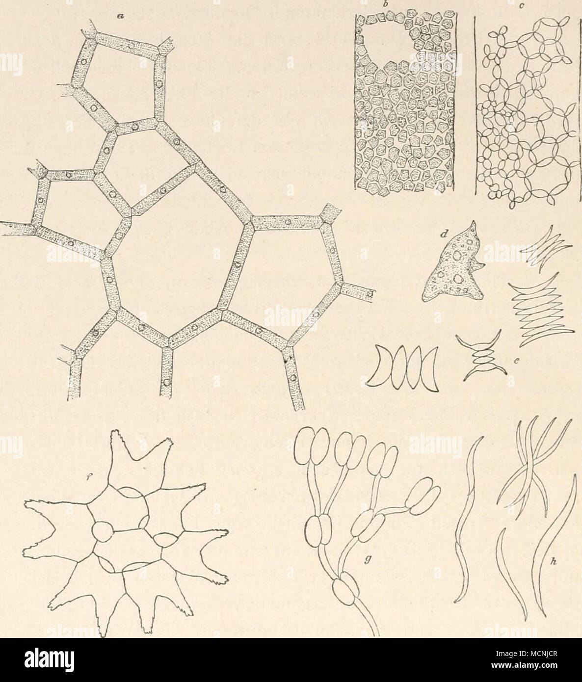 . Figura 4. Protococcoiden. a-f Protococcaceen :-D Hydrodyciion uh-iculafiim: un Teil eines Zellnetzes - b Beginnende Makrogonidienbildung, Teil einer Zelle, stärker vergrössert - p Stück einer Zelle, welcher sich die Makrogonidien zu einem neuen Netz un einander lagern , stärker vergrössert - d Zur Ruhe gekommener Schwärmer (vergl. Testo) - e ver- schiedene Formen von Scenedesrnus - f Pediastruni - g-h Palmellaceen ; g Cosino- cladiuni - h Raphidizim (e-h sind nur Umrisszeichnungen). bemerkt auch ferner einen kleinen roten Punkt in dem hellen Teil, den Pigmentfleck, über dessen Bedeutung uomo Foto Stock