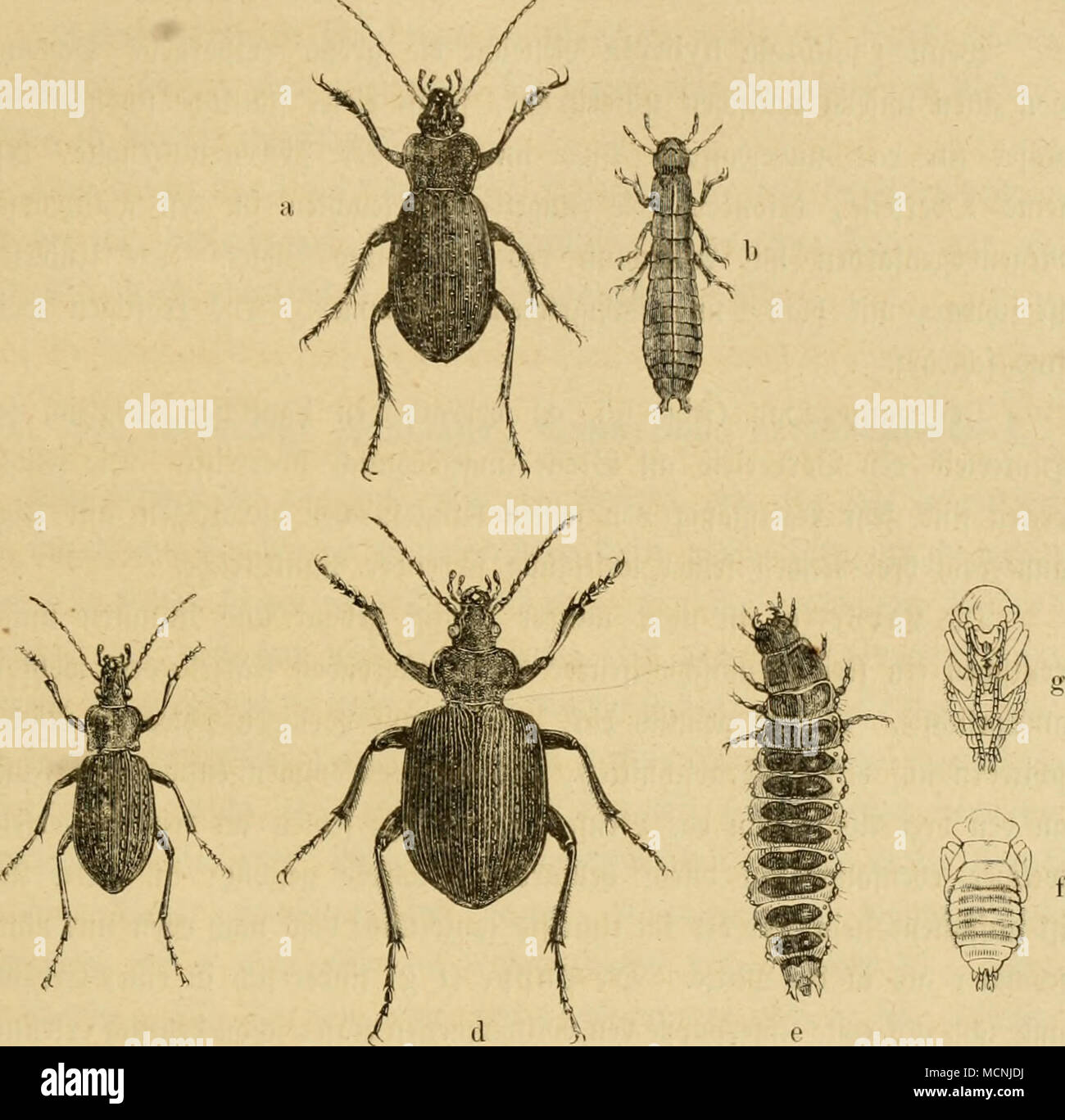 . A. 3)cv @ alten ffäfcv tau, Carabus liorteusis L. l). Sarije ber @ülbl;cnue, C. auratus. c. ®ci" geUnnelte l'aiiffäfer, C. grauulatus L. (1. 2)Cr ^ccrbfäfcr, Calosonia Sycophaiita (Car.) L. e. Seffeii ^'arl&GT;e. f. g. %Hi^pi l&GT;sul ber Unter = unb Obevfeitc. ®er ®virteu(auffäfer (a), TCR ine ter gefönicltc (c) in ber (^H"ö§e fel;v t^eränberüd; ift, mi[t eben bräiiulid) cv.^farbig mit metaHi[d;eingebrücftcn UE ':Punttreil;en, bev aubeve [d;tüärjUd; [taf^lgvün mit fettcuförmigeii lSvt)abeul;eiten. Foto Stock