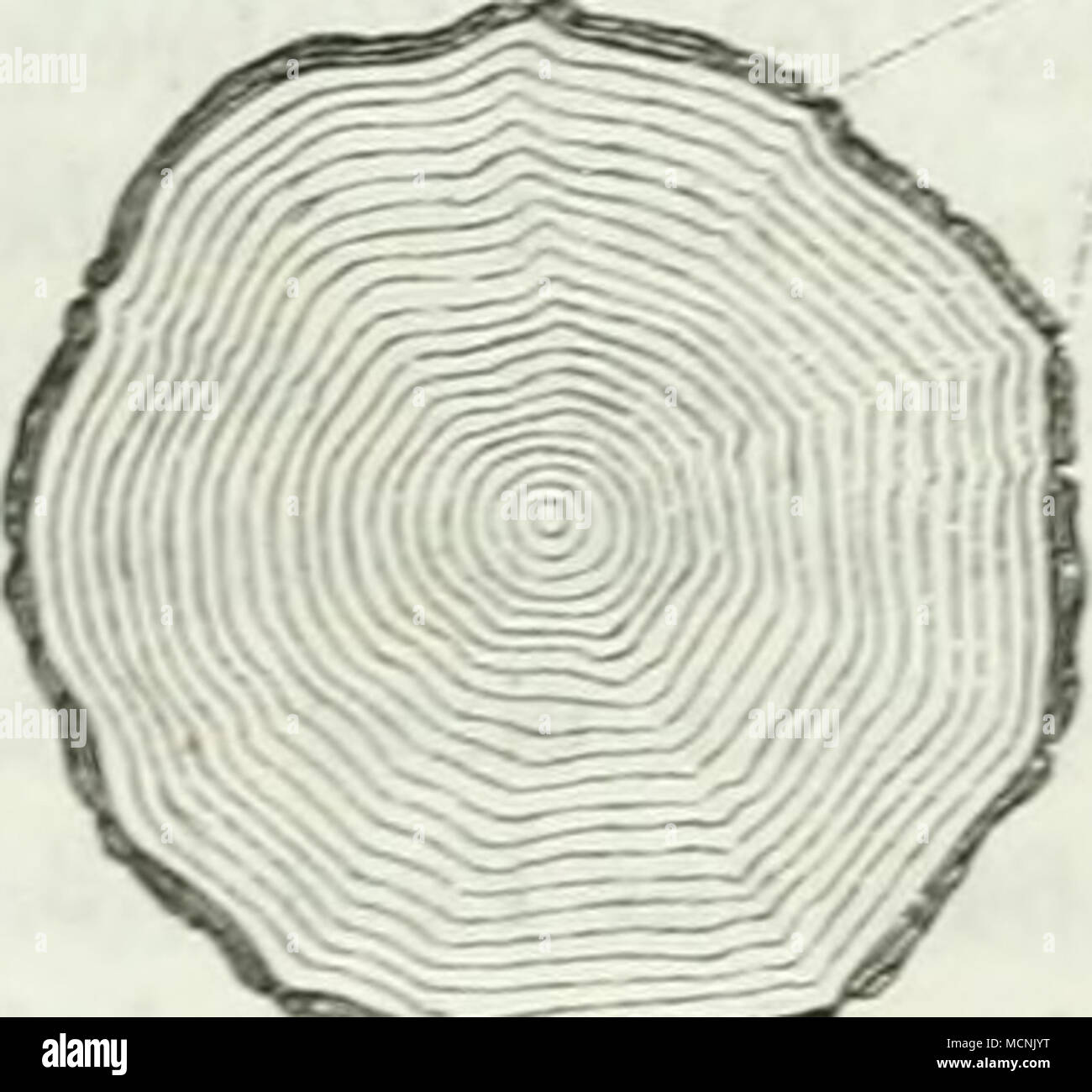 . 27 Verhältnissen anzuwenden, denn häufig hat ein Stamm am Fnss ai . rissene Rinde, während sie am ganzen Stamm hinauf geschlossen bleibt. es darf anche z. B. ein Schaftstück von der einen nicht Fig. 10 Mit einem Fussstück von der andern Holzart verglichen werden. Auch tritt das Kennzeichen erst in einer bestimmten Entfernung von der Stammsmitte auf dem. Alter entsprechend, von dem die ab Rinde nnf einem gegebenen Standort aufzureissen anfängt (Fig.). Un starkem Stämmen vieler Holzarten mit Rinde dicker, z. B. der Robinien. drückt sich die grössere Breite der Ringe gegen die Rindenrisse mit vi Foto Stock