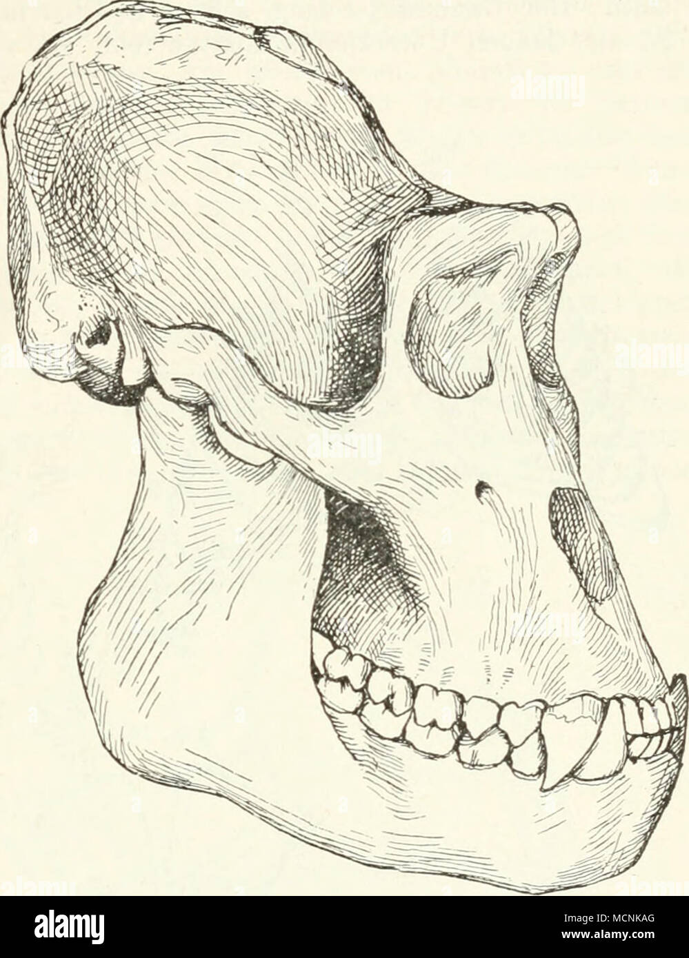 . Fig. 558. Gorilla. Männchen. '/.., N. Gr. Foto Stock