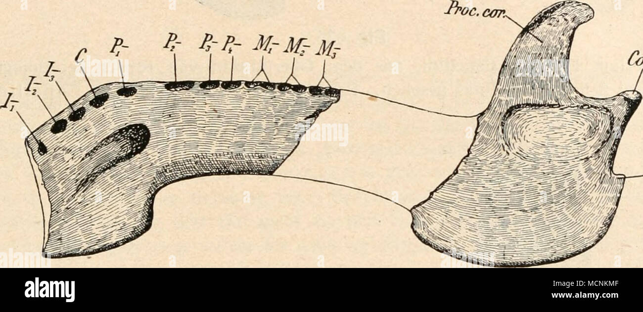 . ^/7^. Inserire. mass. Fig. 634. Schädel von Eotherium aegyptiacum, Owen, aus der unteren Mokattamstufe (Mittel- eozän) des Moqattam bei Kairo. Schädel von rechts, Unterkiefer von links gesehen. Ungefähr l/3 nat. Gr. (Nach O. Abele.) Schädel: Come = Alisphenoid. Bo = Basioccipitale. Eth = Ethmoidale. Eso = Exoccipitale. Font = Facies Fonticulimastoidei. Per. ant. = hintere Mündung des ca- nalis infraorbitalis. Per. lacr. = il foramen lacrymale. Per. opt. = il foramen opticum. Per. rot. = il foramen rotundum. Fr = Frontale. Ml M., M3 = erster, zweiter und dritter molare. mcfj = letzter (bleibender) Milch- mo Foto Stock