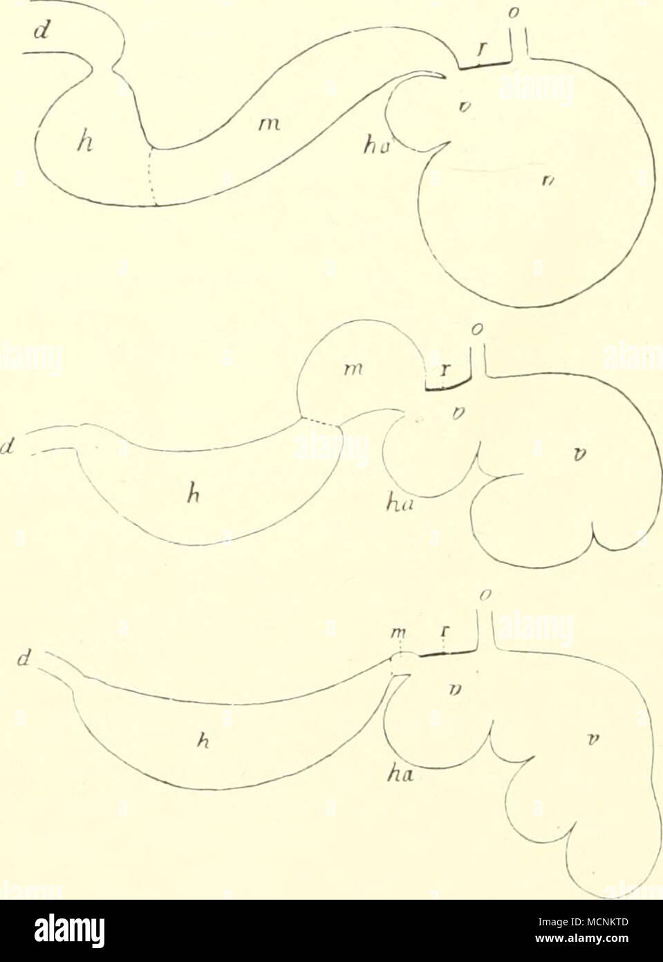 . Fig. 463. Schema de.s Magens. Un eines Canie- liden, B eines gewöhnlichen Wiederkäuers, C von Tragulus. &Lt;f Dünndarm; h Hintermagen; ha Netz- magen; w Mittehnagen; o l'esofago; r Schiund- rinne; v Vordermagen.-Nach Boas." ~ andererseits den Netzmagen der übrigen Ruminantia abschnürte. Foto Stock