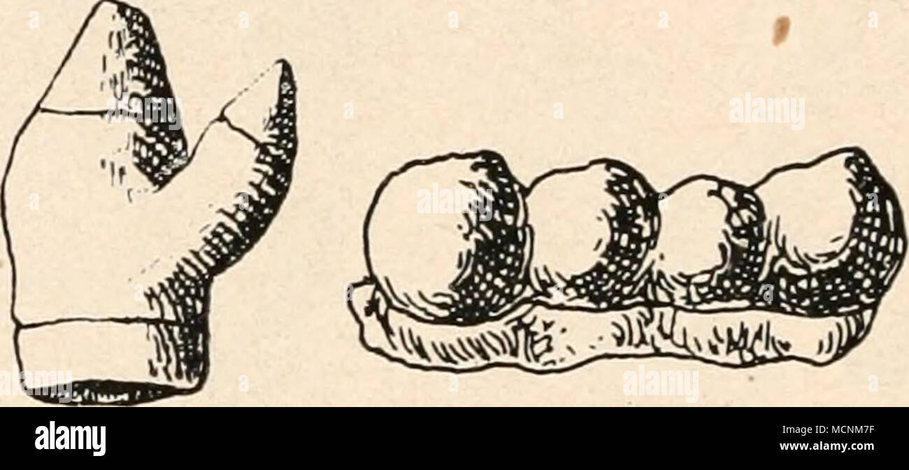 . Fig. 564. In Teilung begriffene Zahnindividuen aus den Kiefern von Finwalembryonen. A: ,,Doppelzahn" aus dem Oberkiefer eines 114 cm langen embrioni von Balaen- optera physalus, L. B: "Doppelzahn" eines 49 cm langen embrioni von Balaenoptera rostrata, Tess. C: Vierspitzenzahn eines 60 cm langen embrioni von Balaenoptera physalus, L. (Hälfte dei Zahnkrone eines Archaeocetenmolaren, der sieben Spitzen zählt). Foto Stock