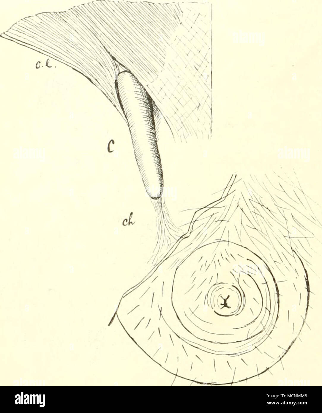 . Fig. 315. Oryctcropus capensis. In Inguinalgegond â ., nat. GrÃ¶Ãe. Die dÃ¼nnbehaarto Haut in der Um- gebung der mÃ¤nnlichen (icschlechtsÃ¶ffnung gespart ist. Ol- Musculus obliquus addominali externus; C Cremaster- sacco; ik Chorda gubcrnaculi. Dottei'sack schwindet; ob die ein Junaes wii geboi'd'en. Diagnosticare. Die Tubulidentata sind unguikulate. si)Ã¤rlich behaaite. insektivore Nachttiere. Ihr GebiÃ reduziert ist, (lijdiyodont und heterodont; von den durchbrechenden ZÃ¤hnen, von unter SÃ¤ugetieren einzig dastehende]' Struktur, sind die vorderen hinfÃ¤llig; nur 4âÃ¶ sind pernuinent. Wiibel durc Foto Stock