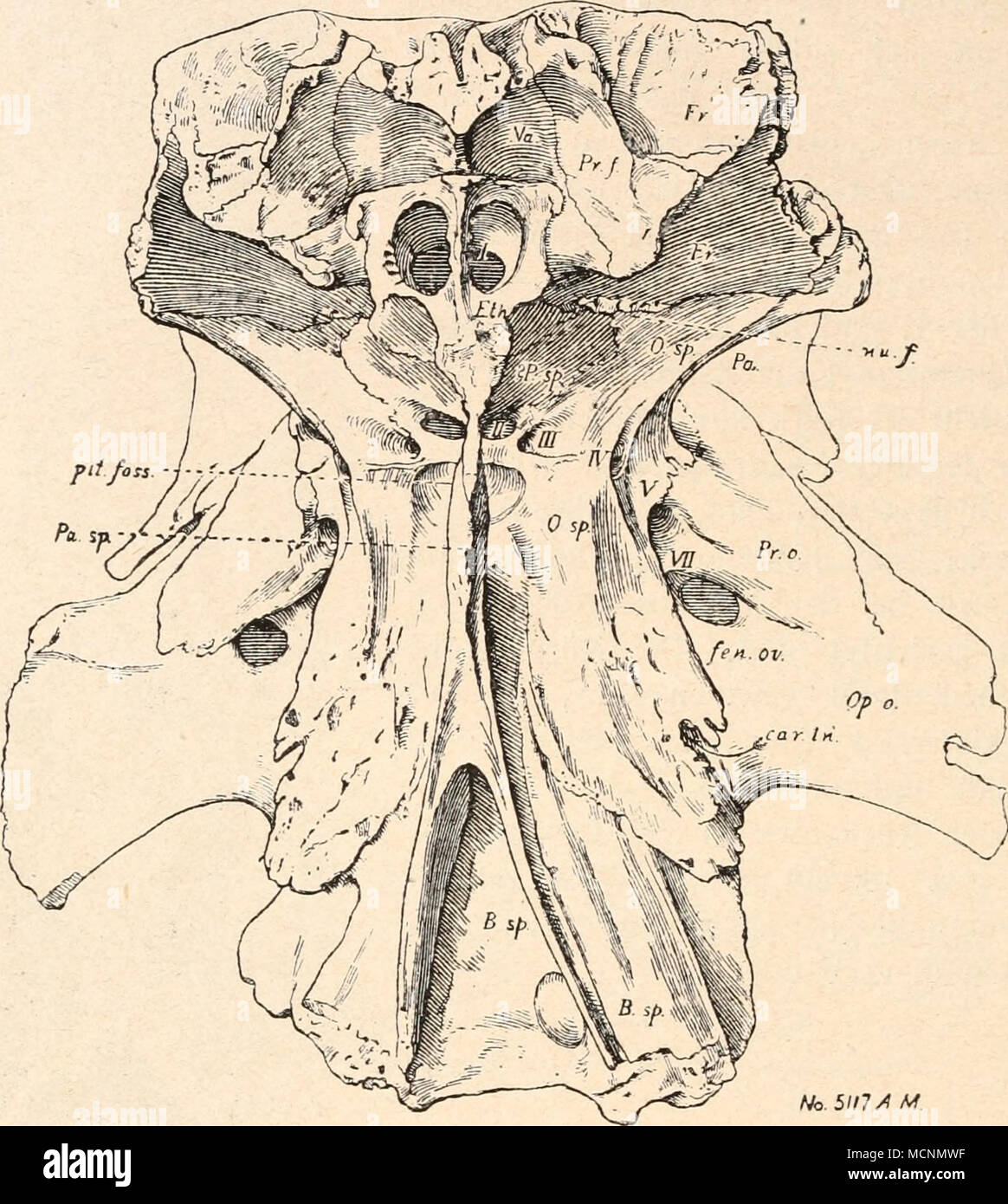 . Fig. 472. "Gaumenansicht der Schädelkapsel von Tyrannosaurus rex, aus der oberen Kreide von Montana. (Nach H. F. Osborn.) = Opisthoticum ( = Parocci- pitale). = Alisphenoid (nach W. K. Gregorio, 1913). = parietale. = Parasphenoid. = Lacrymale ( = Praefrontale). *= Prooticum. = Praesphenoid, vereinigt mit dem Orbitosphenoid (nach W. K. Gregorio, 1913). 1-VII = Offnungen für den Austritt des I.-VII. Schädelnerven. Opo. fen. ov. = Fenestra ovalis. Osp. auto. a. = il foramen carotidicum internum. Pa. na. f. = Gefäßloch (Nutritions- Pa. sp. foramen). Pr.f. fossa. FOSS. = Fossa pituitaria.. Pr.o. Eth. = Foto Stock
