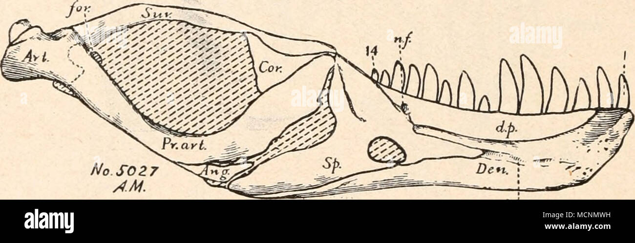 . Mck.gv Fig. 470. Innenansicht der linken Unterkieferhälfte von Tyrannosaurus rex, OSB. aus der oberen Kreide am Hell Creek nel Montana; Nr. 5027 des American Mus. nat. Hist. New York. (Nach H. F. Osborn.) Art. = Articulare. Pr. art. Ang. = Angulare. Sur. Cor. = Complementare. per l. Den. = Dentale. n. f. iL p. = ,,Supradentale" (= Teil Mck.gr. des Spleniale). Sp. = Spleniale. i u. 14 - Praearticulare. = Supraangulare. = il forame Supraangulare im. = Gefäßloch. = Grube f. d. Meckelschen Knorpel. = erster und vierzehnter Zahn. F. Spinosauridae. Im untersten Cenoman Ägyptens ist vor kurzem Foto Stock