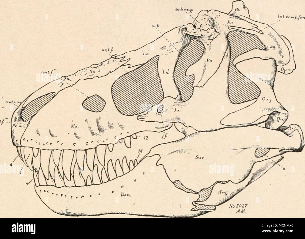 . N0.in modo27 AM. Fig. 466. Schädel von Tyrannosaurus rex aus der oberen Kreide (Laramie-Beds) von Montana. Schädellänge des esemplari 5027 d. Am. Mus. Nat. Hist. in New York di 1,21 m. (Nach H. F. Osborn.) i, 12, 14 = Zähne des Über- und Unter- kiefers. 4 = vierter Inzisiv des Zwischen- kiefers. Ang. = Angulare. Art. = Articulare. ant. f, ant. f.", ant. f.'" = die drei ant- orbitalen Fenster. ant. nar. = vordere Nasenöffnung. Den. = dentale. /./. = Fenestra iugalis. Ju. = Jugale. ,La' = Adlacrymale ( = Lacrymale aut.). tat. temp. fen. = Fenestra temporalis la- teralis. Mx. = Supramaxillare Foto Stock