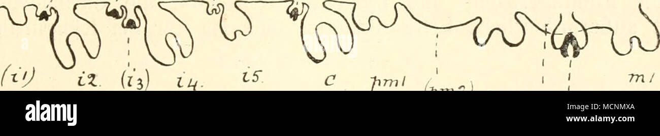 . T^' (/.". = );.. , (Dfimk-) Fig. 267. Il diagramma zur dimostrazione der Beziehung der Zahnkeime zur Zahnleiste bei Dasyurus; nach M. F. Woodward. Dasselbe reicht nur bis zum 1. Molare i m. Rosa PrÃ¤lakteale ZÃ¤hne. Von ZÃ¤hnen die nur angelegt werden, sind die Initialen ein- geklammert. Die verkalkten Zahnanlagen sind schwarz angedeutet. Endlich sei darauf hingewiesen, daÃ Lydekker wieder Eine andere Ansicht vertritt, Wenn die er MÃ¶glichkeit erÃ¶rtert, daÃ Triconodon auÃer 4 DEM. Backenzahn, der nach 0. Thomas allein gewechselt wird, auch die drei vorhergehenden Antemolaren wechselte. Bei Foto Stock