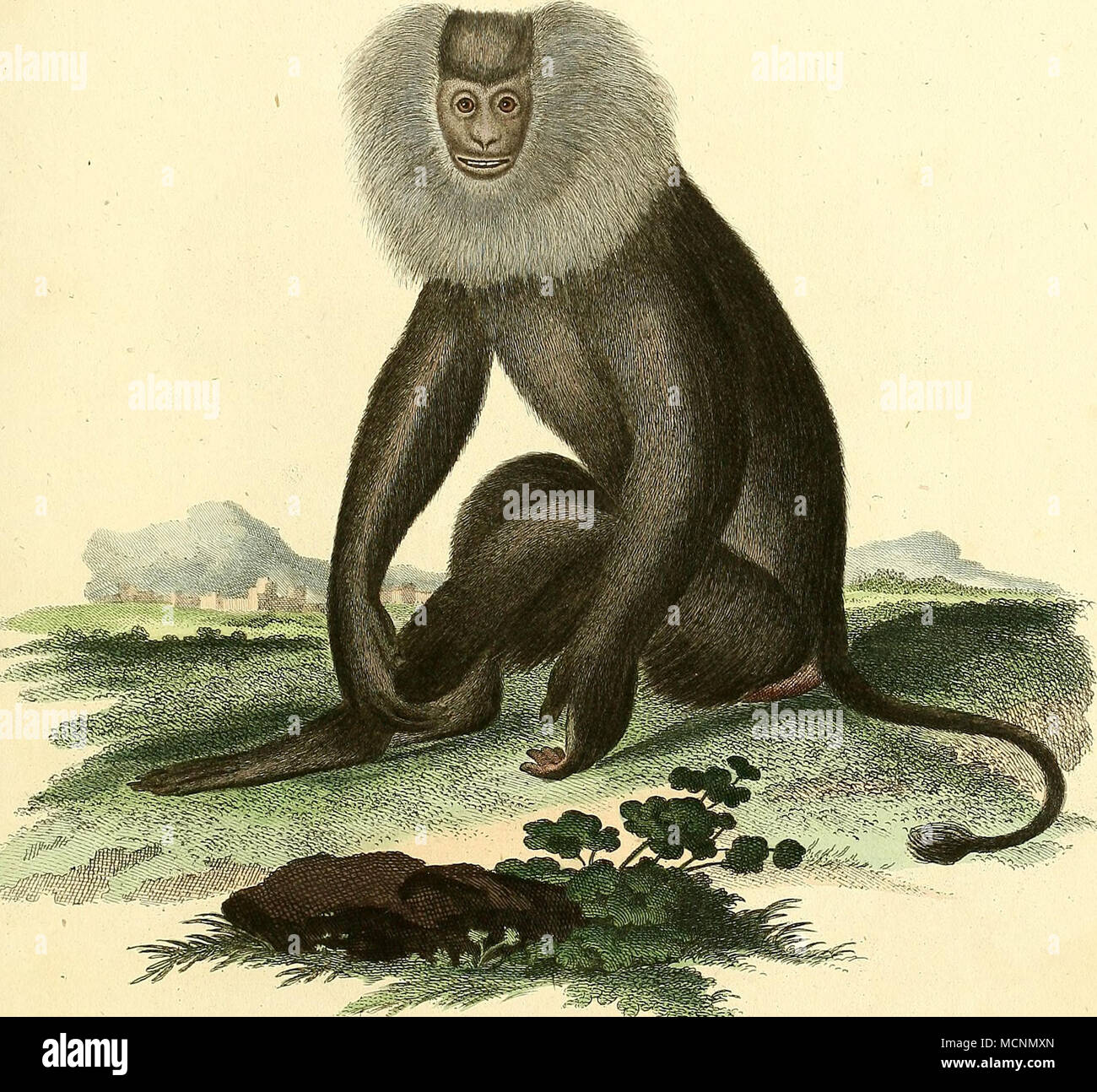 . ®-©"n^ Simia Silenus L. .3^,1- .:: Foto Stock