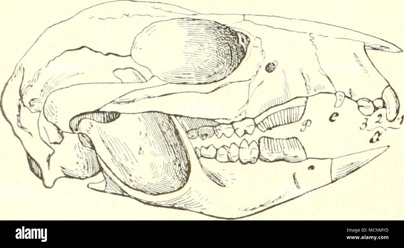 . Fig. 264. Bettongia Lesueuri, nach Zittel; zur dimostrazione der schneidenden, gerieften Krone von P. drückter Schneide, der Itei verschiedenen (Do]"co])sis. Potoroinae) mit zahli-cichen Riefen versehen ist. P)ei den Polyi)rotodontia hal)en die Backenzähne meist scharfe Spitzen. Im Gegensatz zu den Monodelphia verteilt man sie nach ihrer verschiedenen forma, welcher Unterschied aber nicht immer stichhaltig ist. in 8 P und 4 M. da im Gegensatz zu den meisten Monodelphia die vier liintersten Backenzähne gleichartig molariform sind. Frsi)guerra rünglich aber die Zahl der P auch 4, wie Triconod Foto Stock