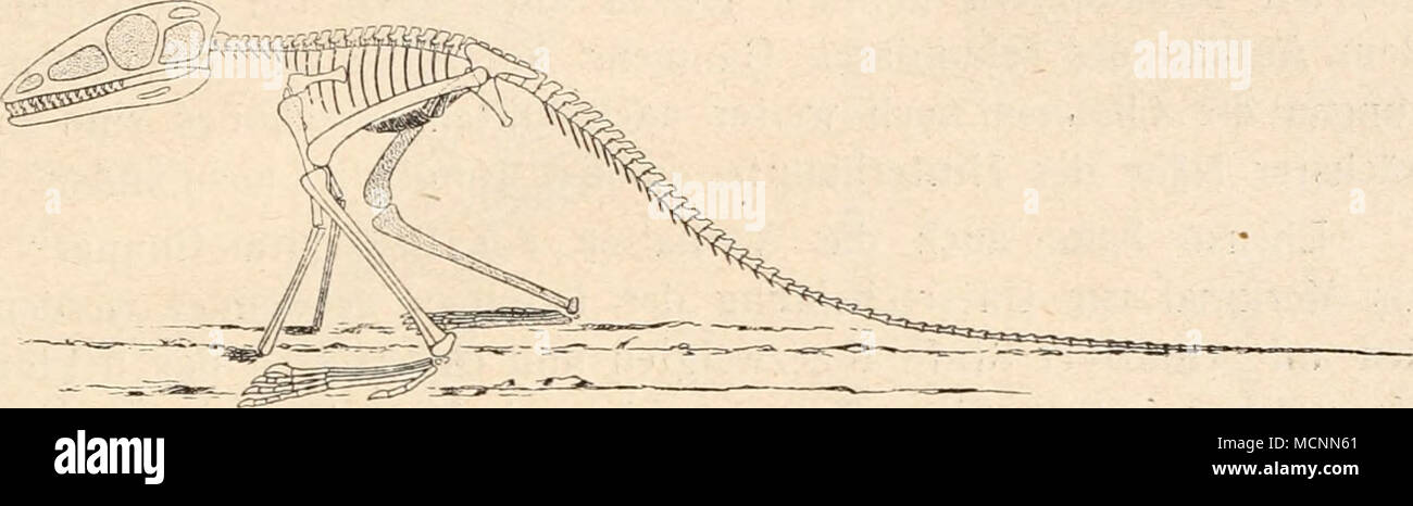 . Fig. 423. Rekonstruktion von Scleromochlus Taylori, A. S. Woodward, aus dem Stagonolepis- sandstein (mittlere Trias) von Lossiemouth bei Elgin (Schottland). Ungefähr 1'., nat. Gr. (Nach F. von Huene, 1914.) XIX. Ordnung: Crocodilia. Die Krokodile bilden eine sehr einseitig spezialisierte Ordnung der Reptilien, die nur einen geringen Formenschatz umfaßt und deren Spezialisationen sich in relativ sehr engen Grenzen bewegen. Sie besitzen sämtlich die Körperform, die vom Nilkrokodil allgemein bekannt ist und die Unterschiede kommen äußerlich fast nur in der verschiedenen Länge der Schnauze und ho Foto Stock