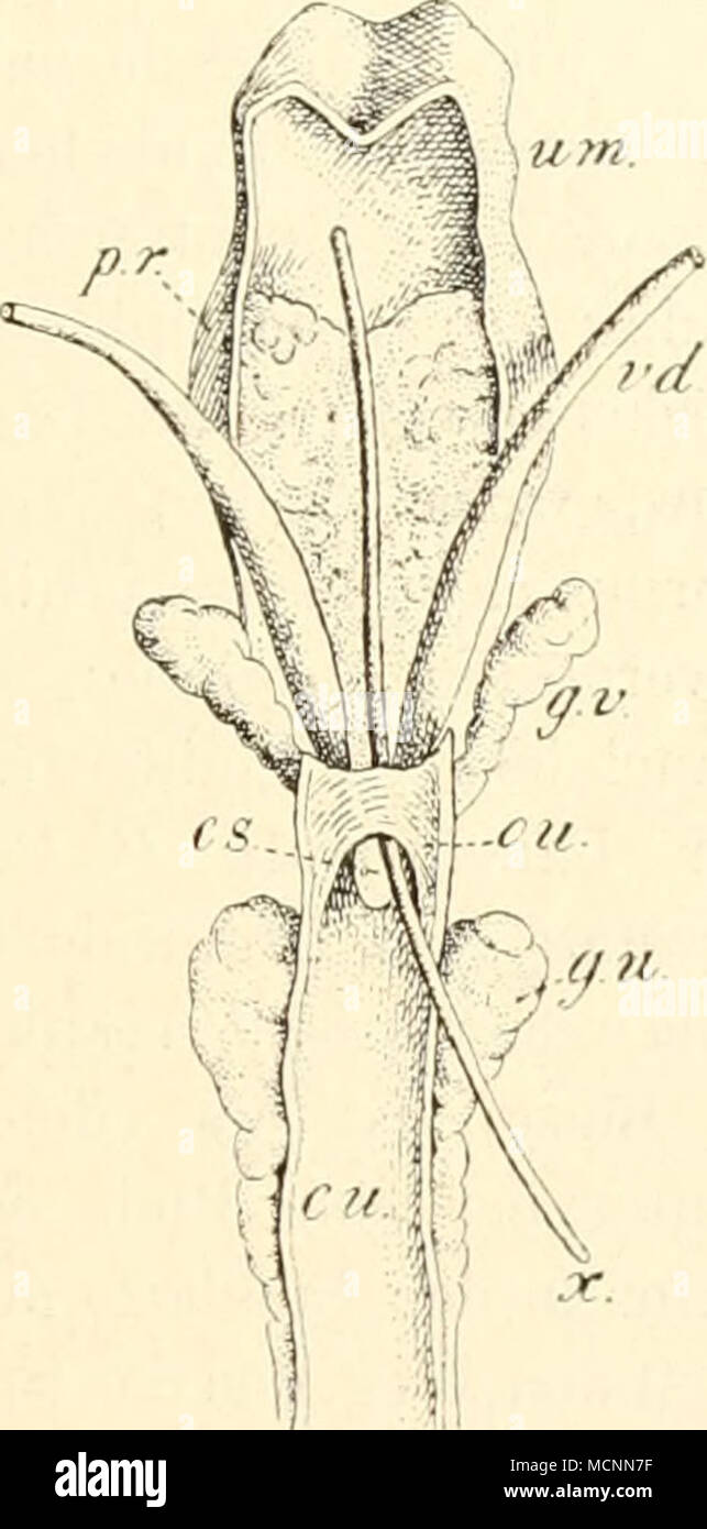 . Fig. 213. Mascu UteriLs- linu.s {iitn) vom erwachs.Kaninchen von der Ventralseite nach Ent- fernung der Biagio, nach V. von Mihalkovics. vd Vas defereiis; CS Colliculus seniinalis; cu Canalis urogenitalis; git Glandula ura- thralis; g7' Glandula vesicularis; Oll sog. Os uteri, durch die welches sonda -v in den utero masc. eingeführt ist; //- prostata. Foto Stock