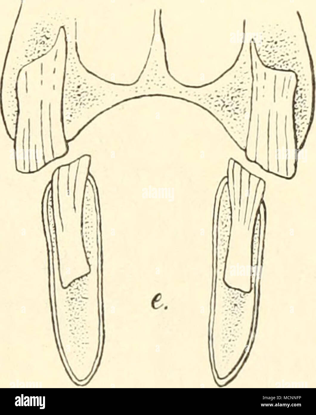 . D Fig. 137. Querschnitte durch die Kiefer von: una fibra; b Lepus; c Dicotyles; d Cervus; e Equiis, nach Ryder, un und c isognathes; b d e anisognathes Gebiß. Gegen die allgememe Gültigkeit der Annahme, dass die Hypselodontie aus der Brachydontie sich herleite, ist aber neuerdings F. Ameghino auf- getreten. Für weitere dettagli sei übrigens auf die im Ungulaten systema- tischen Teil vei'w lesen. Die schema in Fig. 135 geben aber eine ^'orstellung von der Umbildung der Zahnkrone durch H}iiselodontie, ge- paart mit Zementablagerung Faltung und des Schmelzes. Die Art der Bewegung der Kiefer hat es Foto Stock