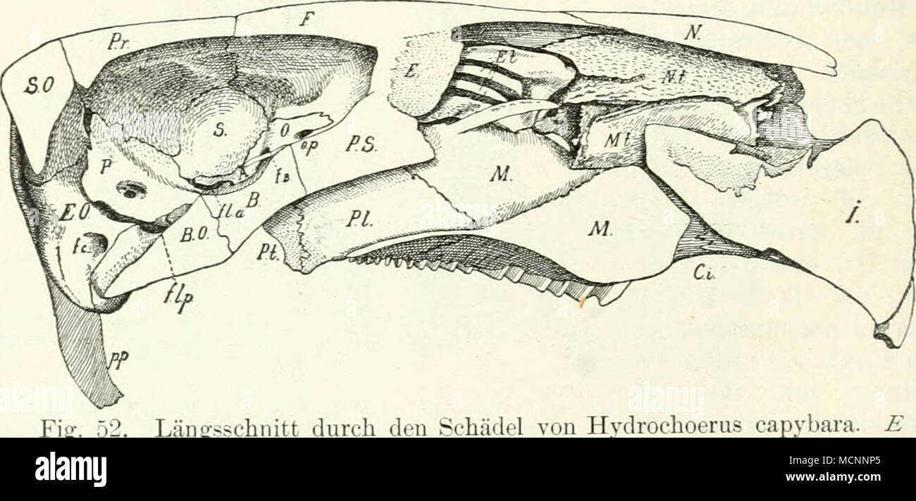 . 011 Hydrochoerus capibara. E Eth- moid; ^rEthmoidmuschehi; fc Foramen condyloideum;//un forame anterius lacerum und/// posterius; Mt Maxillo'-turbinale; Xt naso-turbinale; CVCanalis ineisivus. Uebrige Buchstaben wie in Fig. 37, p. 44. ^.,. tum des Schädels erfolgt die Längenzunahme des Xasenraumes. wodurch jederseits die Apertura nasahs giornat zu einem Spalt sich auszieht. Der- selbe liegt am Boden der inzwischen formierten knorpeligen Xasenkapsel und entspricht Choanenausschnitt dem der Reptilien [Seydelj. In den Boden dieser Kapsel sendet das sich bildende Maxillare und Palatinum nach ein Foto Stock