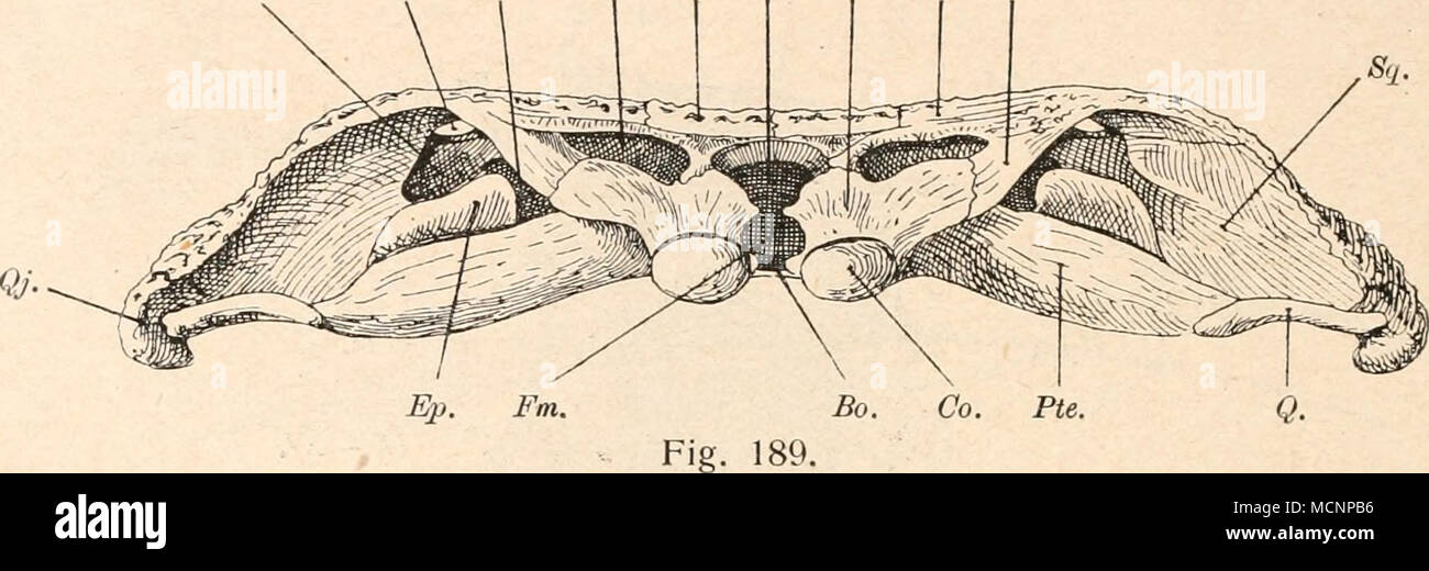 . Hinterhaupt von (Stubensandstein) Cyclotosaurus posthum von Pfaffenhofen in Nach E. Fr noi E. Fraas aus dem oberen Keuper Württemberg. (Ungefähr 1/2 nat. Gr.) AAS, 1913. So. Bo. F. m. Il DSO. Scheda. Sq. = Öffnung der Schädelwand, die beim lebenden Tiere durch ein knorpeliges Supraoccipitale ver- schlossen guerra. = Öffnung, die beim lebenden Tiere durch das knorpelig ge- bliebene Hinterende des Basi- occipitale verschlossen guerra. = il foramen magnum. = Dermosupraoccipitale. = tabulare. = Squamosum. D. = Quadratum. Qi- = Quadratojugale. Ep. = Epioticum. Op. = Opisthoticum. ot. = sekundär zu einem Fenster Foto Stock