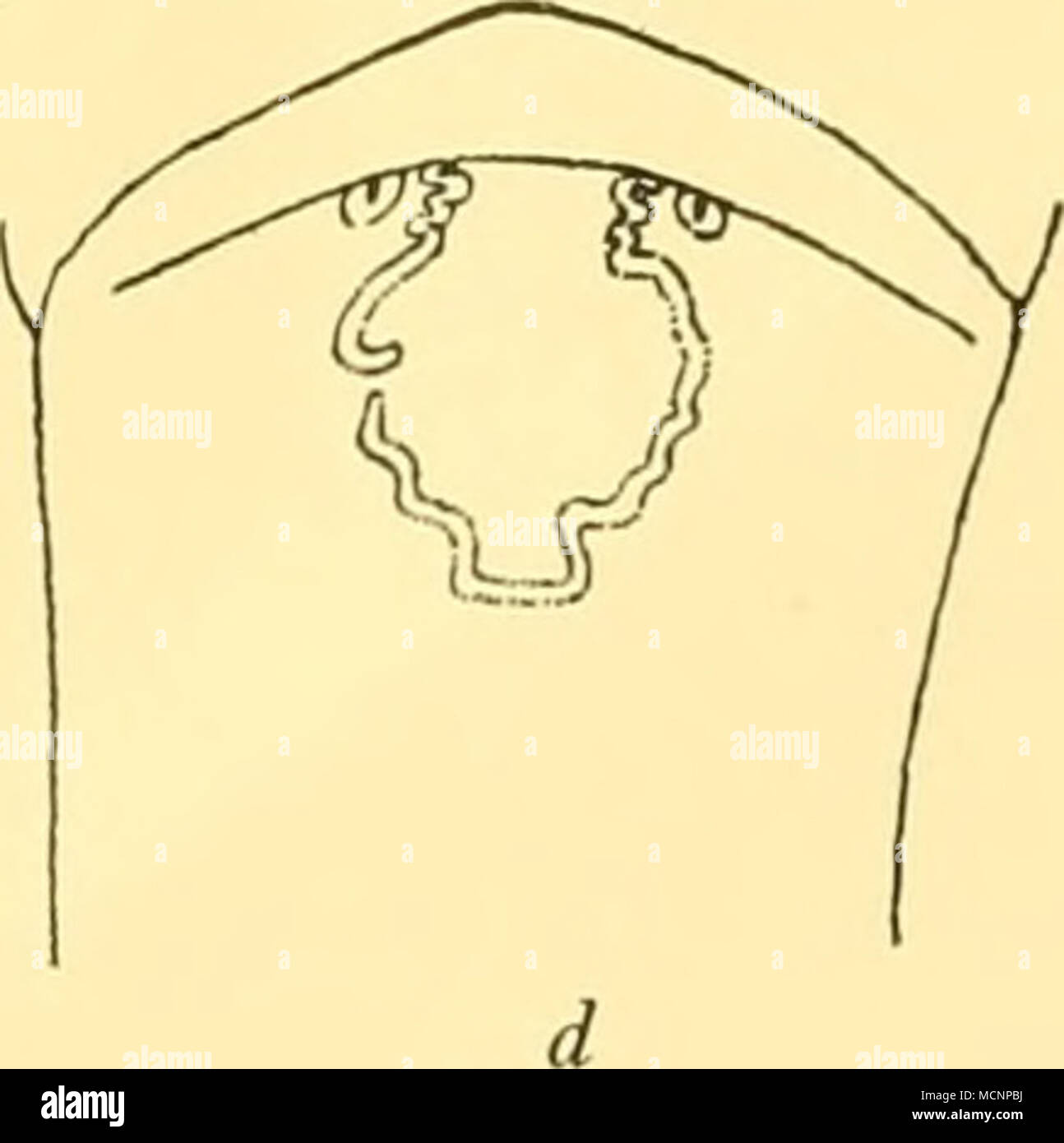 . Fig. 12. Variazione nella forma della corona in S. gazellae. rimanente quando il resto è assente); la prossimità degli occhi per la corona e la croce diritta-porzione (Fig. 12 a, b, d) all'estremità posteriore, che è molto diversa dalla curva continua della parte equivalente in S. lyra. Sebbene la differenza nel profilo della corona in due specie può essere considerata un valore differenza tassonomica, non è molto pratico, a causa della delicatezza della struttura e la conseguente fatto che può così essere raramente osservata in campioni di S. gazellae. Larghezza tra e Foto Stock