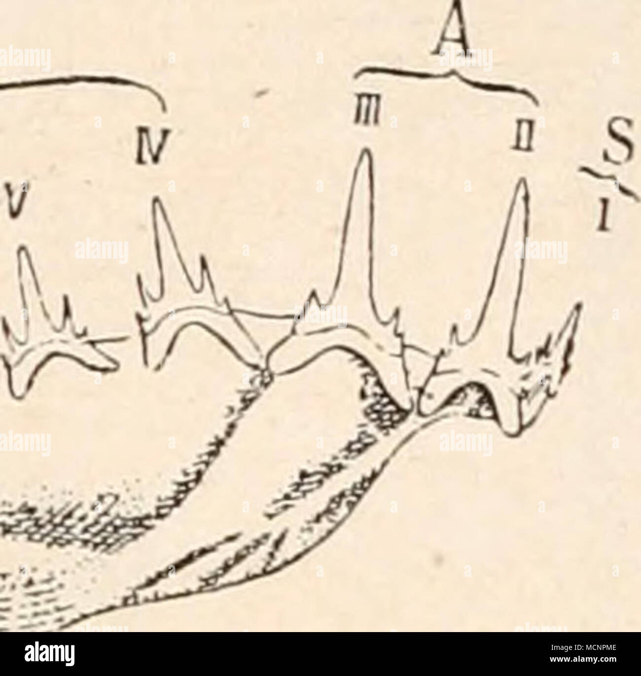 . Fig. 82. Die Größenunterschiede der Fangzähne im Ober- und Unterkiefer von Odontaspis ferox, Risso Holozän, von rechts gesehen. Nur die äußeren Zähne abgebildet. (Nach M. Leriche.) S = Zähne der Symphysenregion. / = kleine Intermediärzähne. A = grosse Vorderzähne. L = Lateralzähne. 9. F. Rhinodontidae. Nur eine lebende Gattung bekannt, die den größten lebenden Ver- treter der Haifische (Rhinodon) mit ungefähr 16 m größter Körper- länge enthält. Die Zähne sind klein und kegelförmig wie bei Ceto- rhinus und die Tiere sind gleichfalls harmlos. 10. F. Spinacidae (Dornhaie). Fossil von der oberen Foto Stock