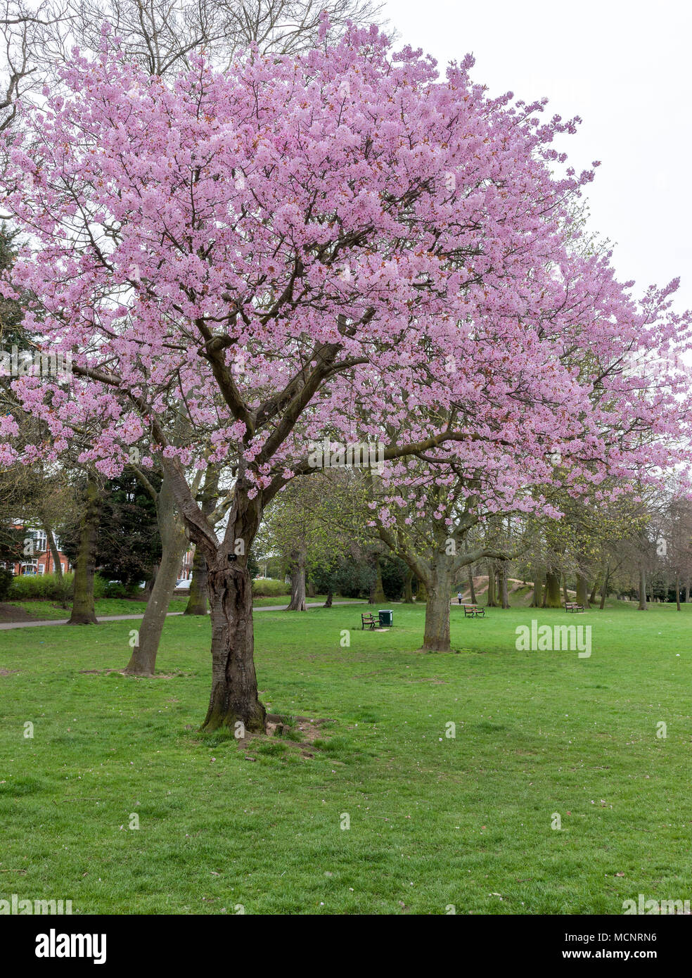 Northampton. U.K. 17 aprile 2018. Meteo. Un Sargents ciliegia. Prunus sargentii. in piena fioritura in Abington Park ora il tempo si è scaldato con periodi di sole, Credito: Keith J Smith./Alamy Live News Foto Stock