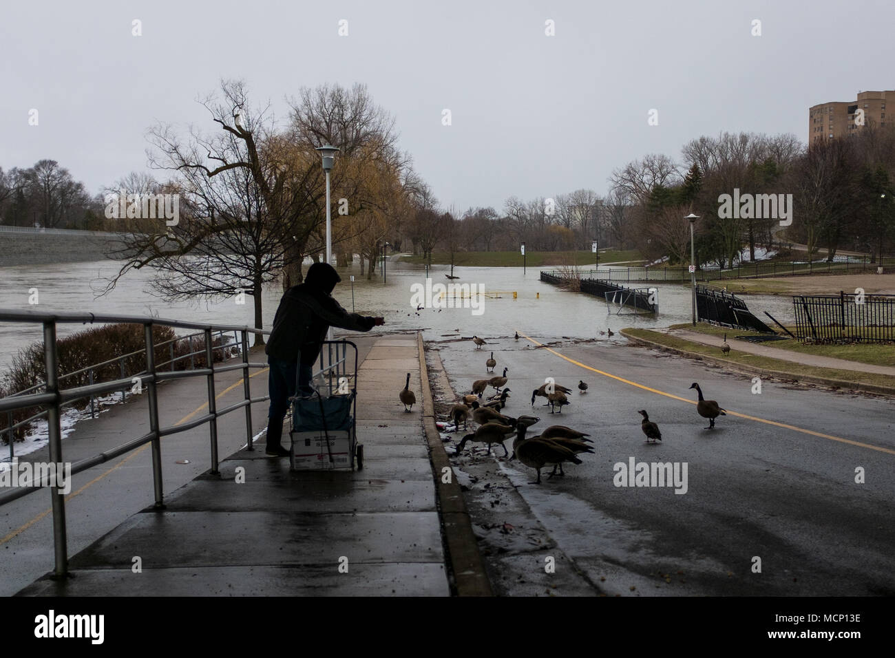 Un anziano signore alimenta le anatre e le oche canadesi sotto il Riverside Drive bridge. Con il fiume Thames continuando a culatta le sue banche in Harris Park come i livelli elevati di acqua fanno strada lungo il fiume a Londra, Ont. Foto Stock