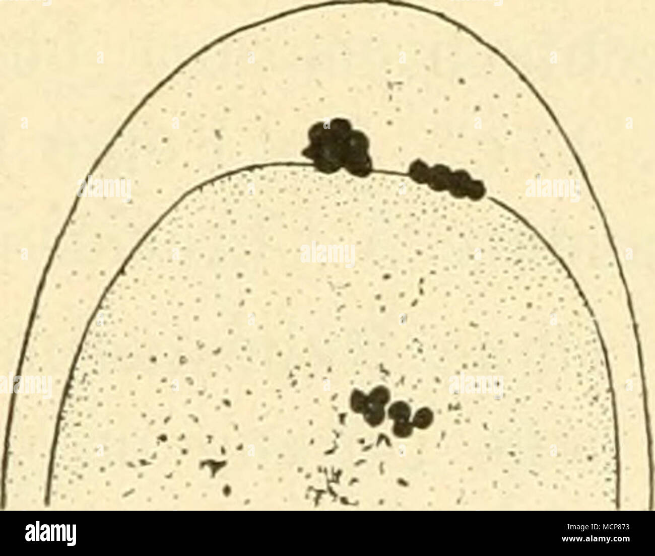 . C ä e Fig. 15. Un Ei von Äncyracanthus mit 6 Tetraden (Äquatorialplatte der Ersten Reifungs- teilung); b Anaphase der Ersten Reifungsteilung; c Ei nach Abschnürung des ersten Richtungskörpers; d zweite Reifungsteilung; e reifes Ei, Am Rande die beiden Richtungskörper. (Nach MuLSOW.) Spindelpol (Fig. 15d). Es erfolgt sodann eine zweite Hervorwölbung an der Oberfläche des Eies, die zur Abschnürung des zweiten Richtungs- körpers"führt (Fig. 15 e). Così hat das Ei nach zwei Teilungen drei Viertel sciabiche Chromatins abgegeben, behält jedoch die Hälfte der vollen cromoterapia- somenzahl, die ursprünglichen Foto Stock