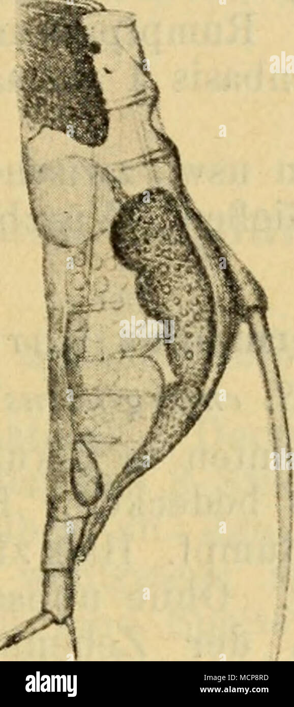 . Fiff. 291. xf^ y: Foto Stock