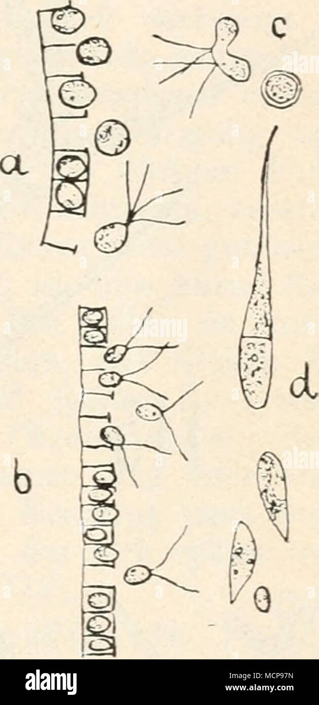 . P'ig. 111-112. 111 Stigeoclonüim (tenue) Klebsi: un Zweig in Makro- zoosporenbildung, b in Mikrozoosporenbildung, c Zoosporenkeimling in Wasser, d Makrözoospore, e Mikrozoospore, f Dauerzelle, aus einer Mikrozoospore entstanden, g keimende Dauerzelle. 112 San (tenue) IVesti: un Ausschlüpfen der Makrozoosporen, b der Gameten, c Kopu- lazione und zigote, Makrozoosporenkeimlinge d. (111c 200x, sonst 666x nach Klebs, 112 332x nach G. S. West.! C. Stigeoclonium (teillie) Westi (= Stigeoclonium tenue G. S. Ovest) (Fig. 112). - 4wimperige Makrozoosporen und 2 wimperige Gametozoosporen, muoiono in normalen Foto Stock