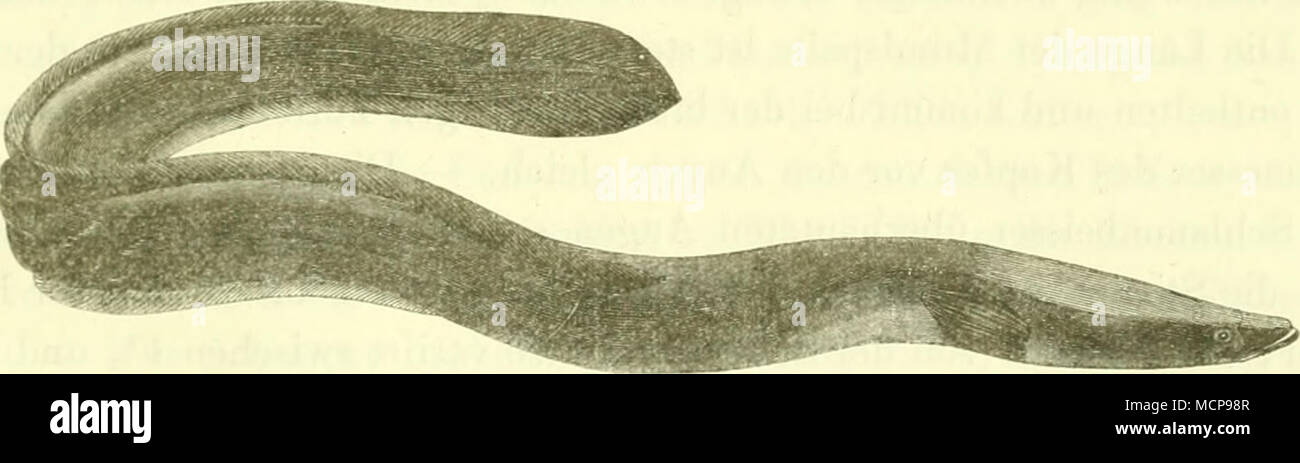 . La figura 167. Syn. und citate : Anguilla Maks. IV. tab. 1. fig. 3. - Muraena unicolor Ar- TVM. - Mar. anguilla'Lis. - Bloch tab. 7 3. - Meiding. tab. 31. - Anguilla vulgaris Cuv. - Ang. latirostris, ohtusirostris et acutirostris Risso Yarell ecc. Die Kopflänge beträgt 7^ - 7" der Totallänge, der dopo liegt bei 4 Kopflängen vom Schnauzenende entfernt, die Kicmenspalte reicht nicht bis an die Kehlseite. Foto Stock