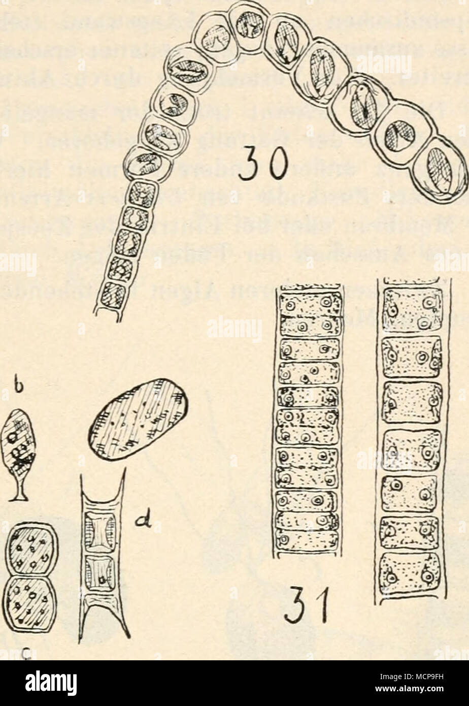 . R'- m -t i W mm PI "i-&GT; n-^ 26 11 28 32 Fig. 26-34. 26 Ulothrix subtilissima. 27 U. variabüis. 28-30 U. tenerrima: 28 Habitus, 29 un Makrozoosporen, Aplanosporen b. 30 Abweichende Zoosporenbildung. 31 U. tenuissima. 32 U. moniliformis. 33, 34 U. aequalis: 33 vegetativer Fäden. 34 Un Faden mit ausschwär- menden Mikrozoosporen, b Keimpflanze einer Makrozoospore, c Akineten, d Aplanosporen (26, 27, 28, 32, 33 lOOOx, originale, 29, 34 333 X, nach G. S.West, 30 466 x nach Gay, 31 320x nach Hazen). Pascher, Süßwasserflora Deutschlands. *** Heft VT. 3 Foto Stock