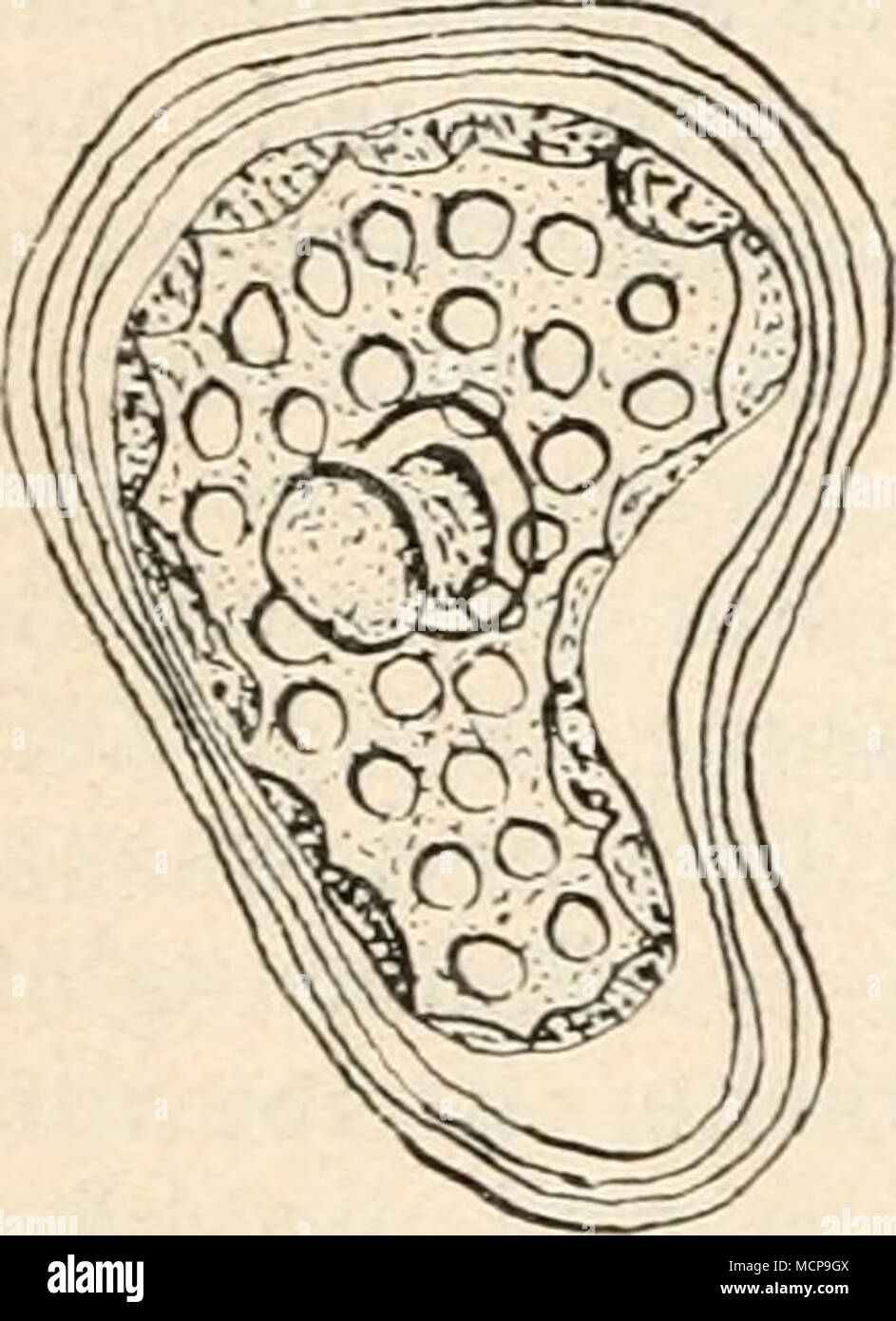 . Fig. 9. Zelle von Chae- topeltis orbicularis per- ma megalocystis nach Färbung mit Häma- toxylin. Zellinhalt etwas kontrahiert. Parietaler, durchlöchert Chromato- phor mit dem in der Mitte Pira liegenden- noid, das vom Zellkern etwas verdeckt ist. (Nach midie Seh). Foto Stock