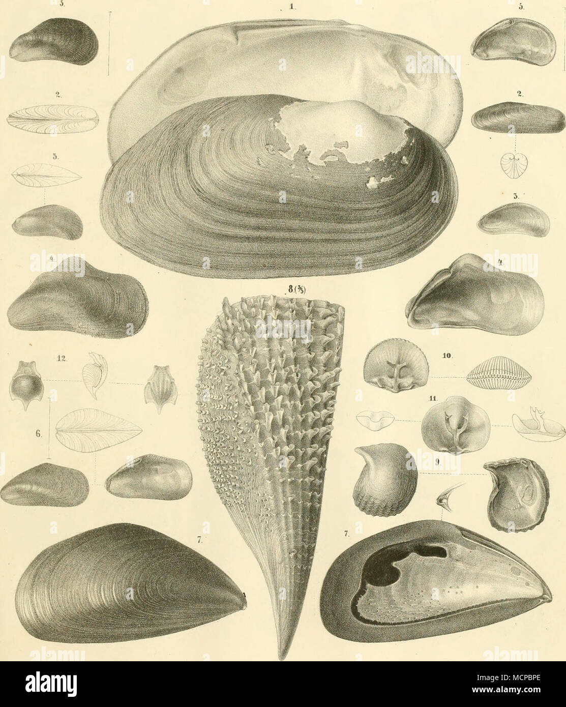 . L'ltfl. Jitärna WaHWgi.S.MDcbQkL Cjtiiidnca. ÄMoiilak capensis. iJVloiLoJd. aunodala 5Jvtjülus ^dna.lTJis . 6. Mjliis ^Tairabitis -y aemistncüa 7, iMjtihis Taenäianalis 8. Pnma "(jiramifea GvB.seminare. 9. Peama ißniiSsm. lO.Tbrehrahtla oaioenais. 11. Tferebi-ahrla n^teleasis J2. JdjaleEa Inuicala K'ii^ia^!^^eil- 71 a-.Nfctz^r0ex^:u-Ta^vJi^.WtApe^. Vetlft^voji Ebnffe ^ Seut)c?T Glwtl^iiil Foto Stock