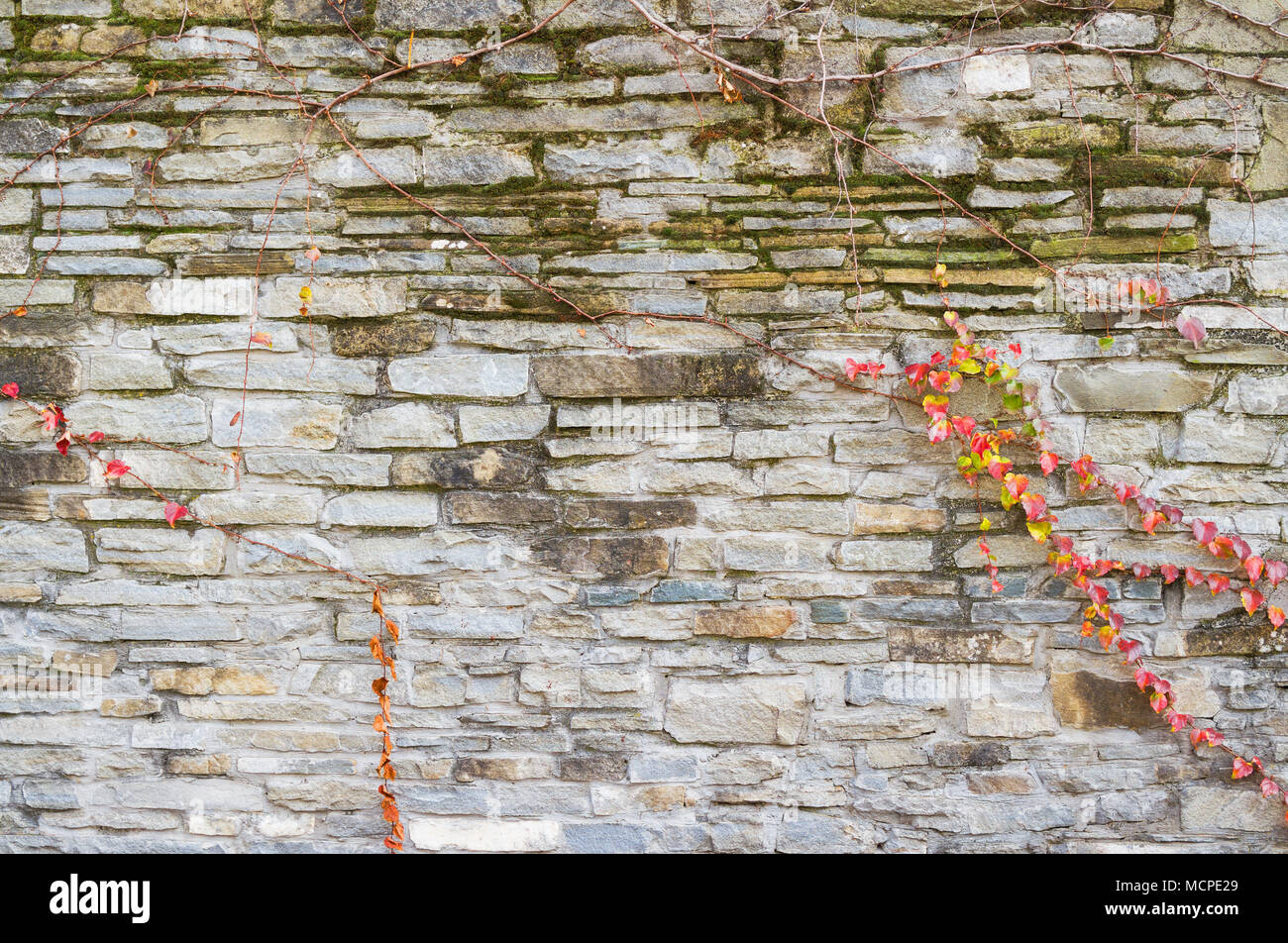 Il vecchio muro di pietra con uve di tessitura sulla superficie. Antico muro di ciottoli come sfondo. Foto Stock