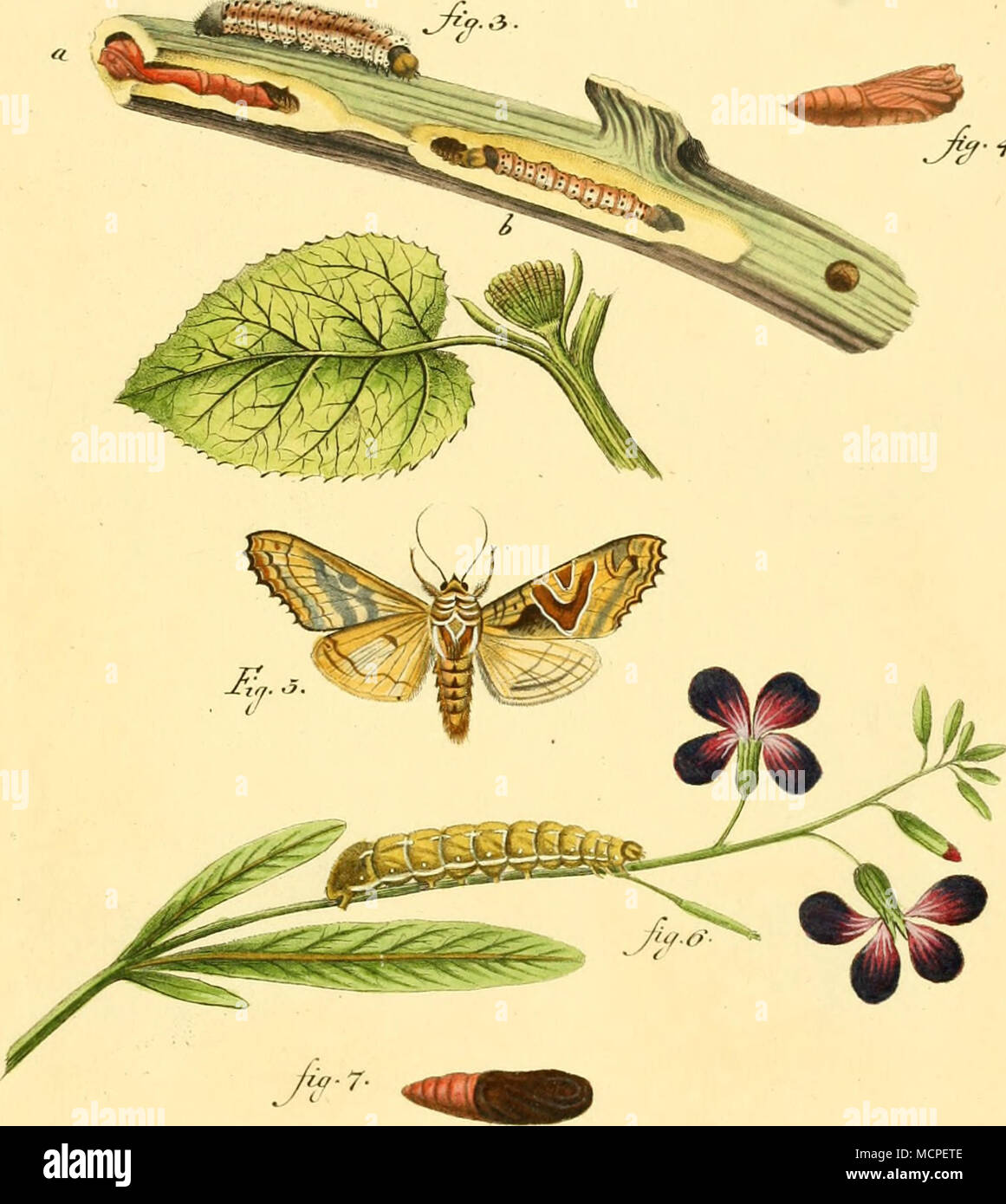 . Plia iaeix . curop, JLtinrz . Diametro esterno. ^ J "  , /^y- ^- la-ri'o, , /z&LT;^ y, tflri//. I.C-.sock./. Foto Stock