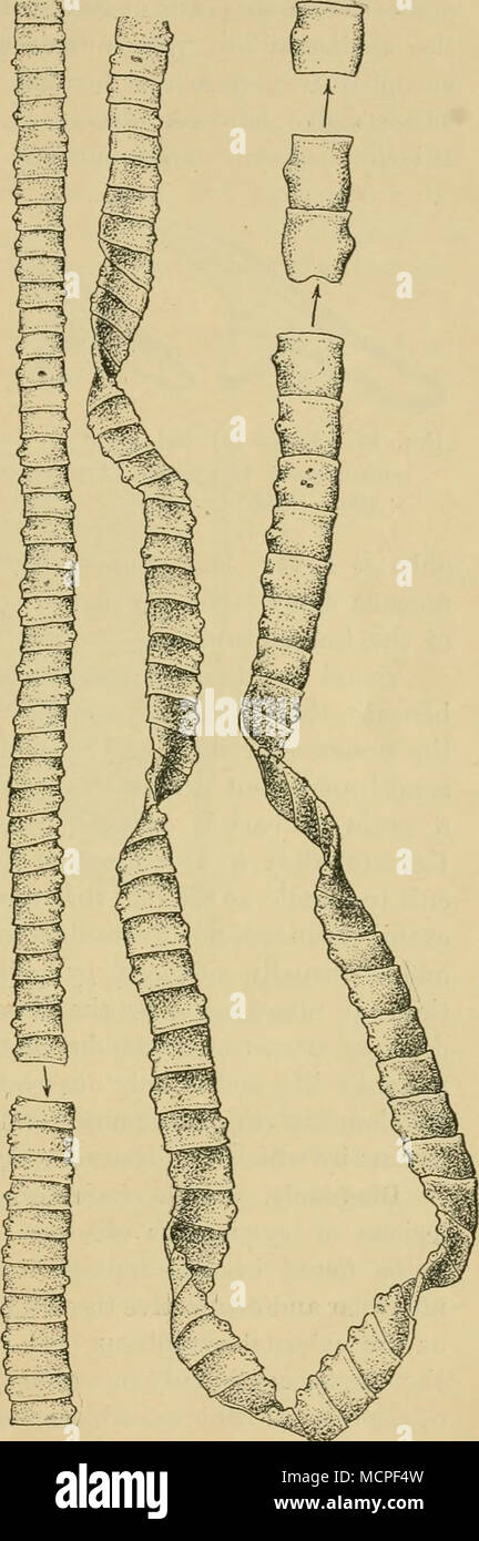 . Fig .5'2. -Vederei.il poitioiis ot .m adulto porlv-iiieasie tenia (Tccnia soltinn), dimensione naturale. (Montanti, Relazione U.S.A. BureaiT dell Agricoltura, 1901.) Foto Stock