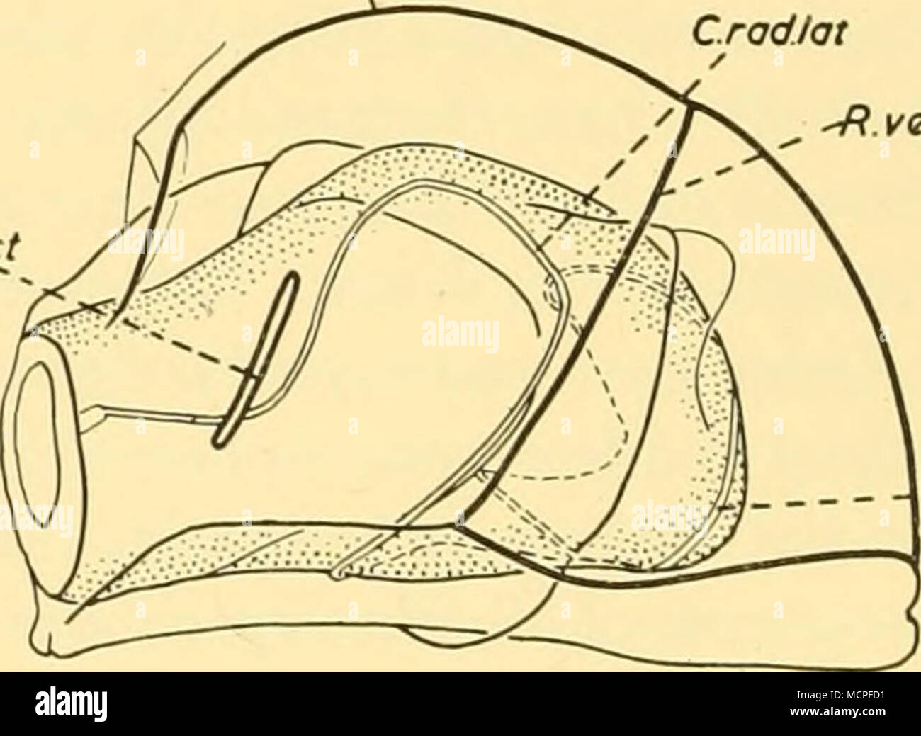 . Â C rodlot 3 mm 1 Testo-fig. 19. A,B,C, superiore, abaxial e viste laterali di nectophore di Nanomia cara da Valentia Harbour, Kerry, Irlanda, x 12. D, vista superiore della nectophore di Nanomia bijuga da Villefranche per confronto con A. vi erano delle differenze di colore tra N. bijuga, come osservato in vita a Villefranche il 23 marzo 1949, e Cupulita sarsii come osservato in vita all' isola Valentia, Co. Kerry, Irlanda il 3 maggio 1951. N. bijuga N. cara (Cupulita sarsii) 1. Suggerimento di aria sac prugna luce colorata rosso 2. Nectophores (a) Giovani (b) più antico cinque coppie (C) Elder dozzina o più patch rosso su ciascun lato. Foto Stock