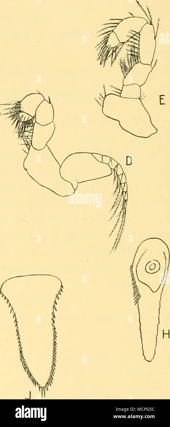 . Fig. 38. Mysidopsis similis (Zimmer). A destra antennular peduncolo di maschio adulto; B, antenna destra; C, mascella; D, prima appendice toracica senza epipod; E, endopod della seconda appendice toracica; F, endopod della sesta appendice toracica; G, quarto pleopod del maschio; H, endopod di destra uropod; J, telson. Tutti x 36. Mysidopsis acuta Hansen, 1913 1913 Mysidopsis acuta Hansen, p. 16, figg. &Amp;• JV / 1921 Mysidopsis acuta, Hansen, p. 3. Ricorrenza : San 49. 3. v. 26 (notte). A largo di Capo di Bougainville, East Falkland I., 0-5 m., 2 adulto c?c?&GT; IO'5 mm- San 51. 4. v. 26 (giorno). East Falkland I., 105-1 Foto Stock