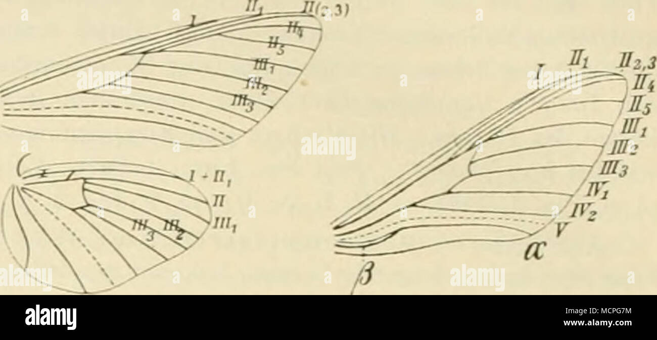 . Fig. 43. Flügelgeäder v. Sphinx, nach Herrich-Schäffer. Fig. 49.*) Flügelgeäder von Sphinx pinästri L., nach G. Enderlein. Längsstreifen (piwistri). Verwandeln Sie sich in einer Erdhöhle in Puijpen mit isolierter Saug- ! Rüsselscheide, die gewöhnlich erst nach der L'ber- winterung den vacillare liefern. 1. lignsfri L. (K. un Ligüstrum vulgärei. Taf. 18, Fig. 20. L igustersch wärmer. Eine in der Größe stärker schwankende, sonst wenig erheblichen Abände- rungen unterworfene Art. Die Vfl. bald mehr weißlich, nur sehr selten stärker rosa überflogen; Exemplare mit al- bini.stischen Hfln sind wiederh Foto Stock