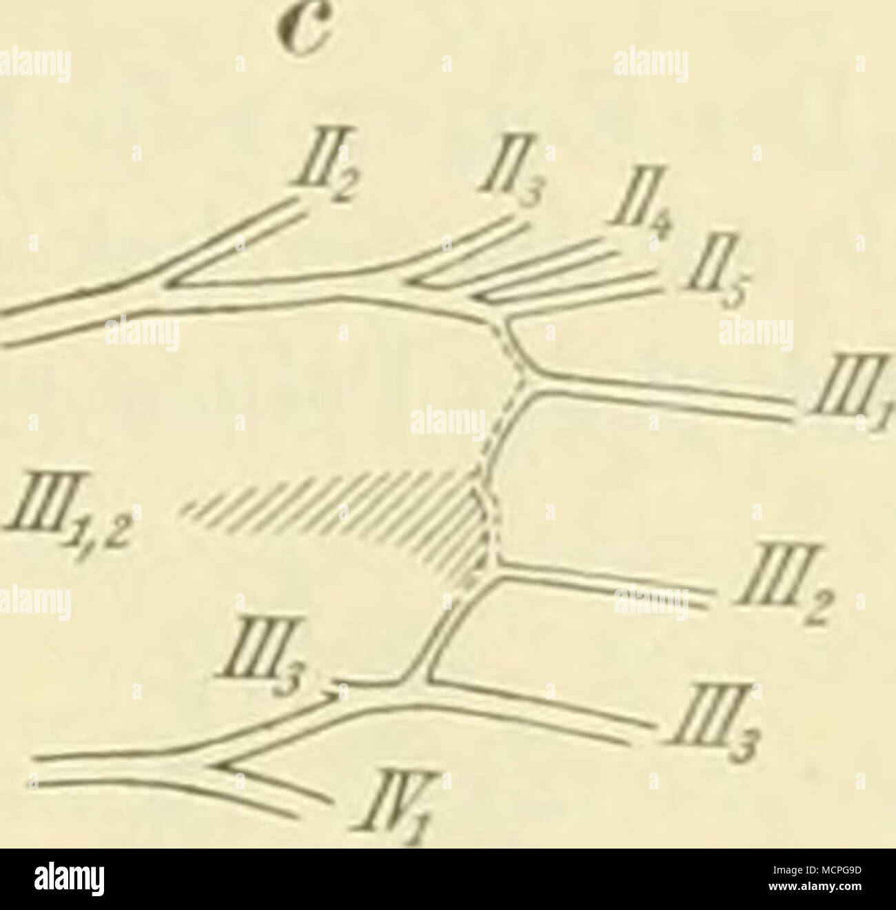 . Fig. 43. Pämphila paläemon rall. Un Vorderiliigel, ^li nat. Gr., h Fiihlerkolbe, c Discoidalfeldeiide ; h und c stärker vergr. Ader III., am Ursprung III3 genähert. Hinterleib lang, dicht behaart. Die Vorderschieneu ohne Schienenblättchen. Die Raupen sind walzenföi-mig, fein behaart, mit kugeligem Kopfe. Sie leben ebenfalls meist un Gräsern und verwandeln sich in längliche, mit verlängerter spitzig SaugrUsselsclieide versehene Puppen. 1. paldeuiou Pall. {Griechischer Eigenname). Taf. 18. Fig. 17. Die gelben Zeichnungen, calvo größer, calvo kleiner entwickelt, der Ton Unter der.seite etwas wechs Foto Stock