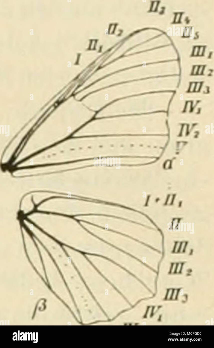. Un- r "' Fig. '20. ArÃ¤chnia levÃ¤na I.., auf J/un vergrÃ¶ssert. Â Rsl. 1, hl. Taf. 10. Â Sepp. IV. 1. Â DUP. 107, pl. XII, Fig. 42. Â Wild. 23. Â BÃ¼ck. 49. 147, TAF. VIU, Fig. 1. 6. Gattung. ArÃ¤chnia IIb. (Pro ArÃ¤schnia). {Dnit/vlK Spinne, wegen der Gitterzeichnung der levÃ¤na.) Das GeÃ¤der unterscheidet sich von der dem drei vorhergehenden Gattungen scharf dadurch, dali die Ader 11^ erst auÃerhalb des geschlossenen Dis- coidalfeldes sich abzweigt. Das Discoidalfeld der HinterflÃ¼gel ist offen. Das Mittelglied der zottig behaarten Palpen ist n i c h t aufgeblasen. Die zugespitzte FÃ¼ Foto Stock