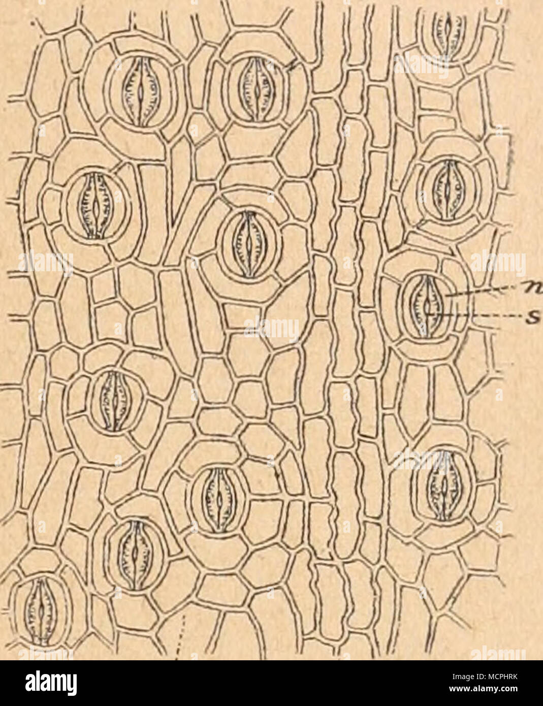 . Fig. 134. Vergr. 200. Oberhaut vom Blatte der Palmyra- Fig. l:!5. Vergr. 210. Oberhaut vom Blatte palme (Borassus flahelUformis). T il sensore ALS Drüsen ausgebildete der Talipotpalrae (Corypha umbraculifera). Tricoma. sSpaltöifnungen mit zwei Paaren vonNebenzellen. o Oberhautzelle, s Spaltöffnungen mit K derbwandige Oberhautzellen mit Kieseleinschlüssen. Nebenzellen n. zwei Spaltöffnungen der einen Reihe eine Spaltöffnung der anderen Reihe, Jede Spaltöffnung besitzt nur ein paar von Nebenzellen. Längsdurch- messer der Spaltöffnung 35 /". Auf das kommen Quadratmillimeter WM Fig. 136. Vergr. 400. Oberh Foto Stock